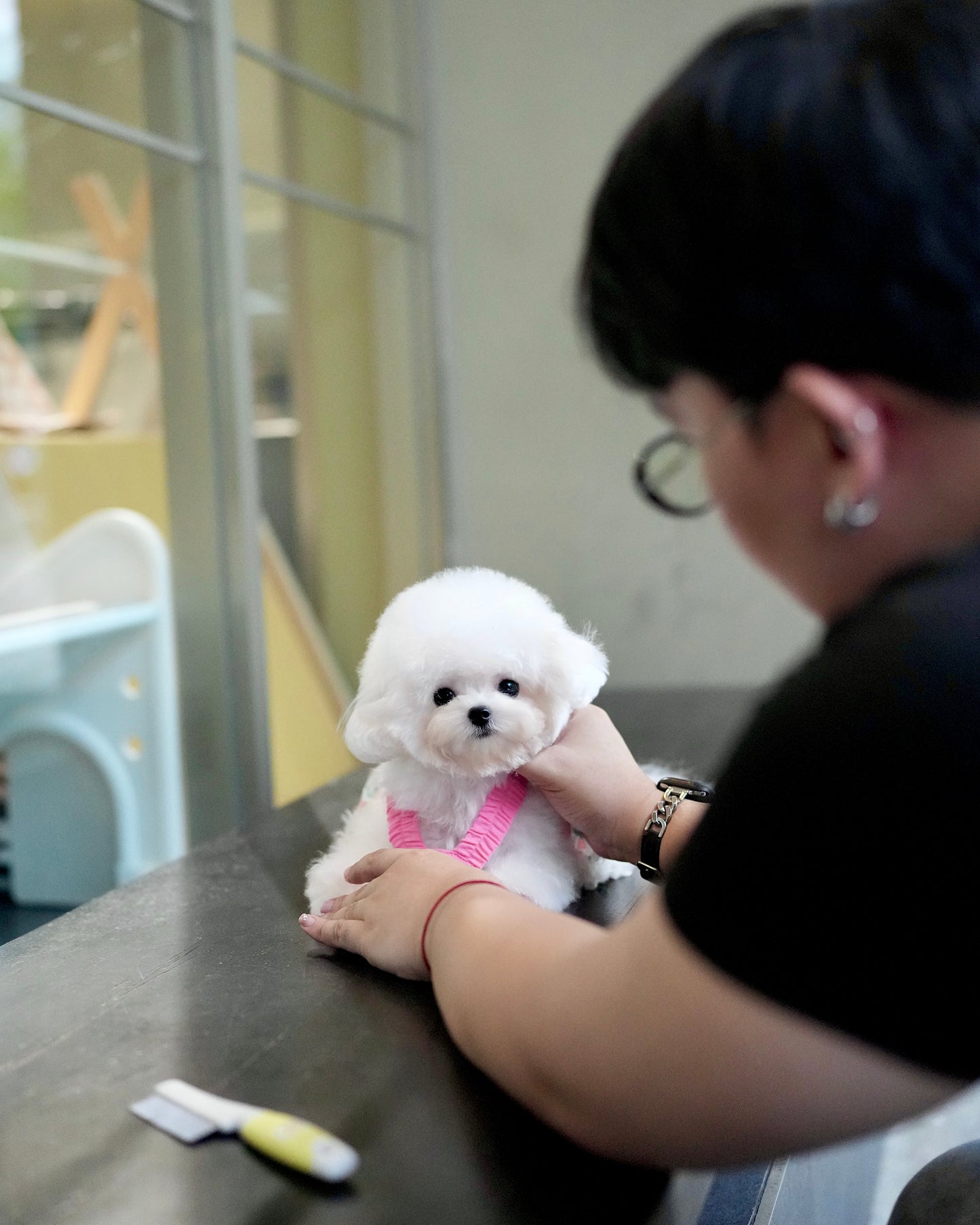 Snowy - Micro Bichon (White)