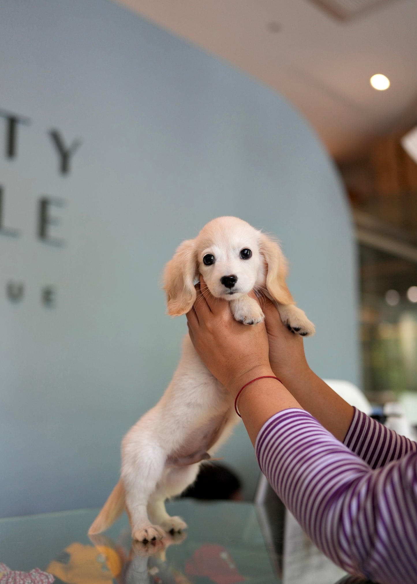 Blondie - Long Haired Dachshund (Cream)