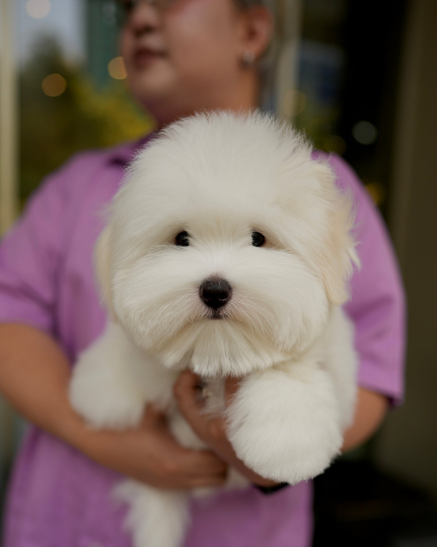 Toby - Coton de Tulear (White)