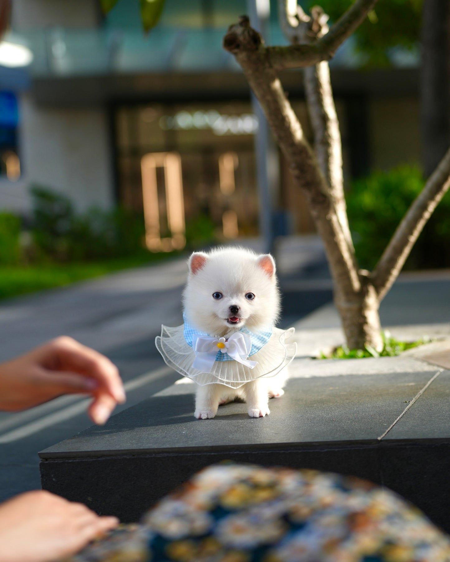 Elvis - Mini Pomsky (White)