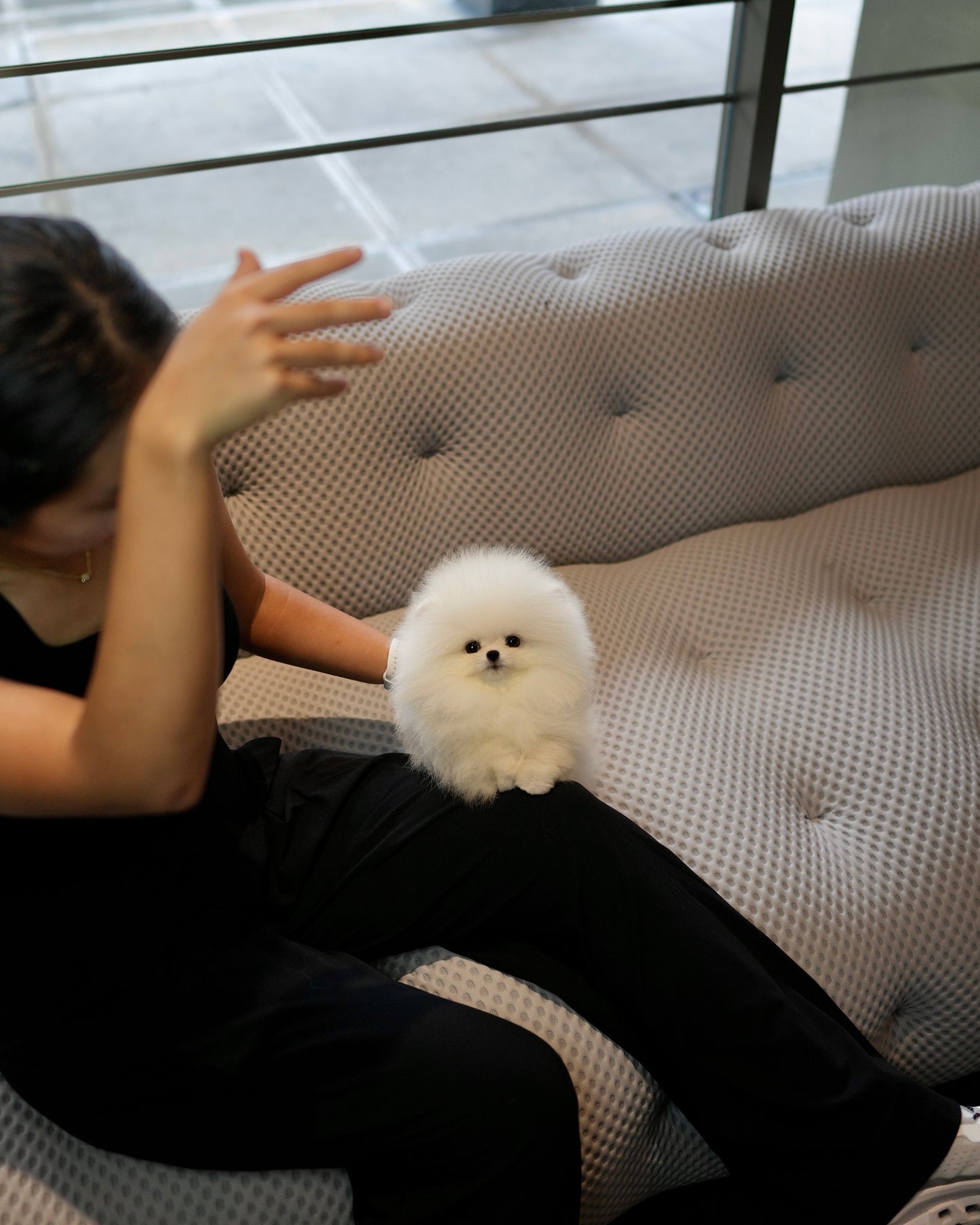 Joji - Pomeranian (White)