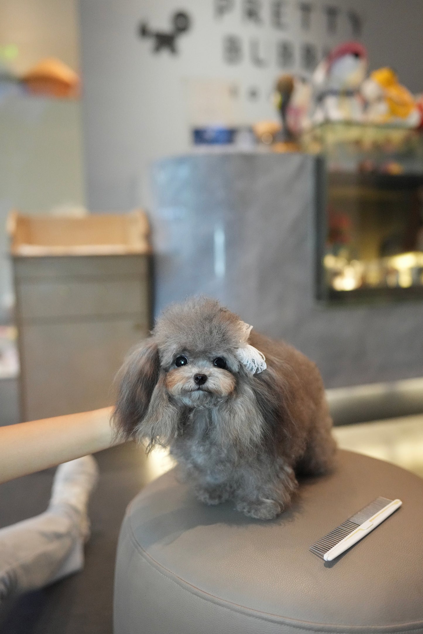 Elise - Adult Micro Poodle (Silver)