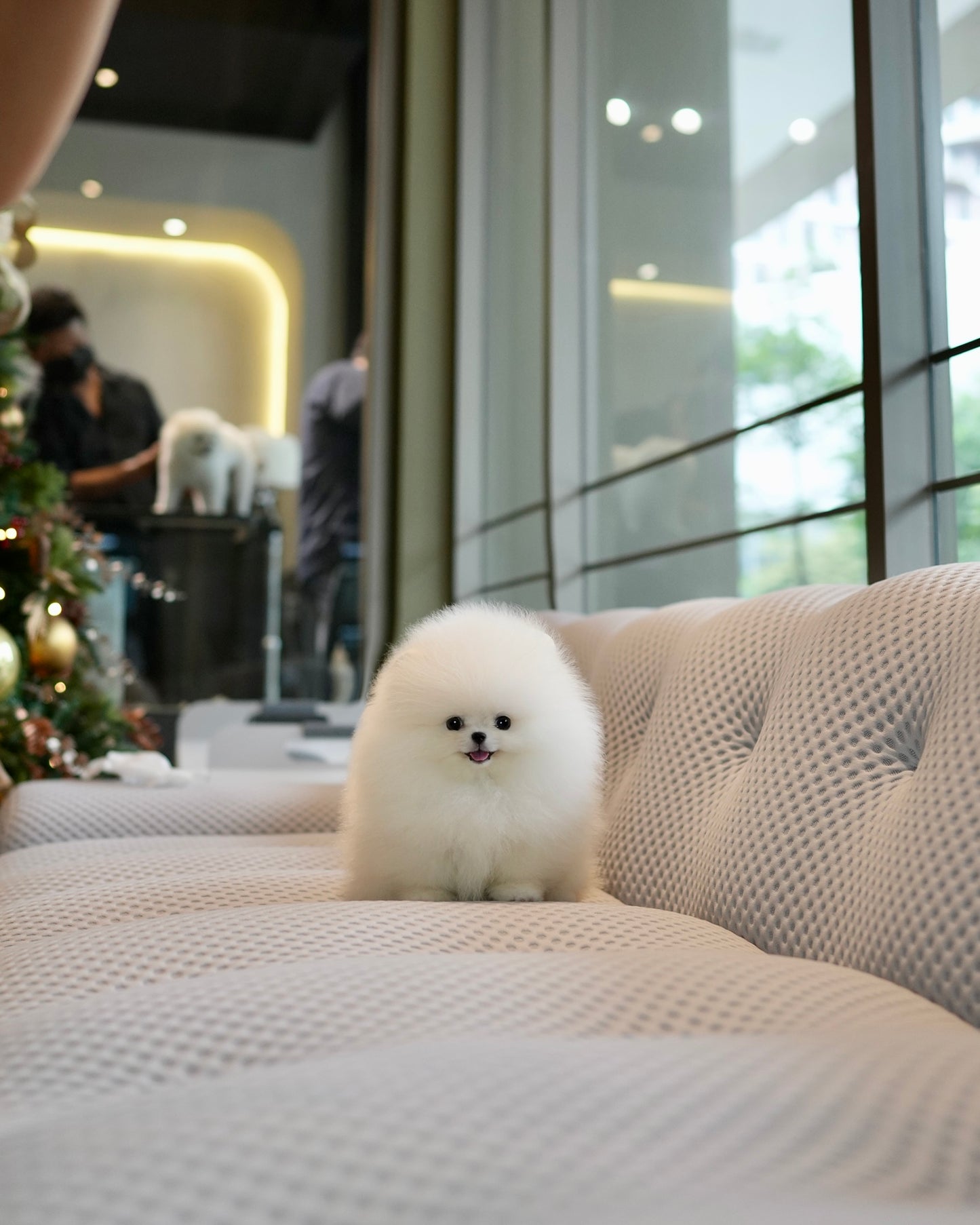 Joji - Pomeranian (White)
