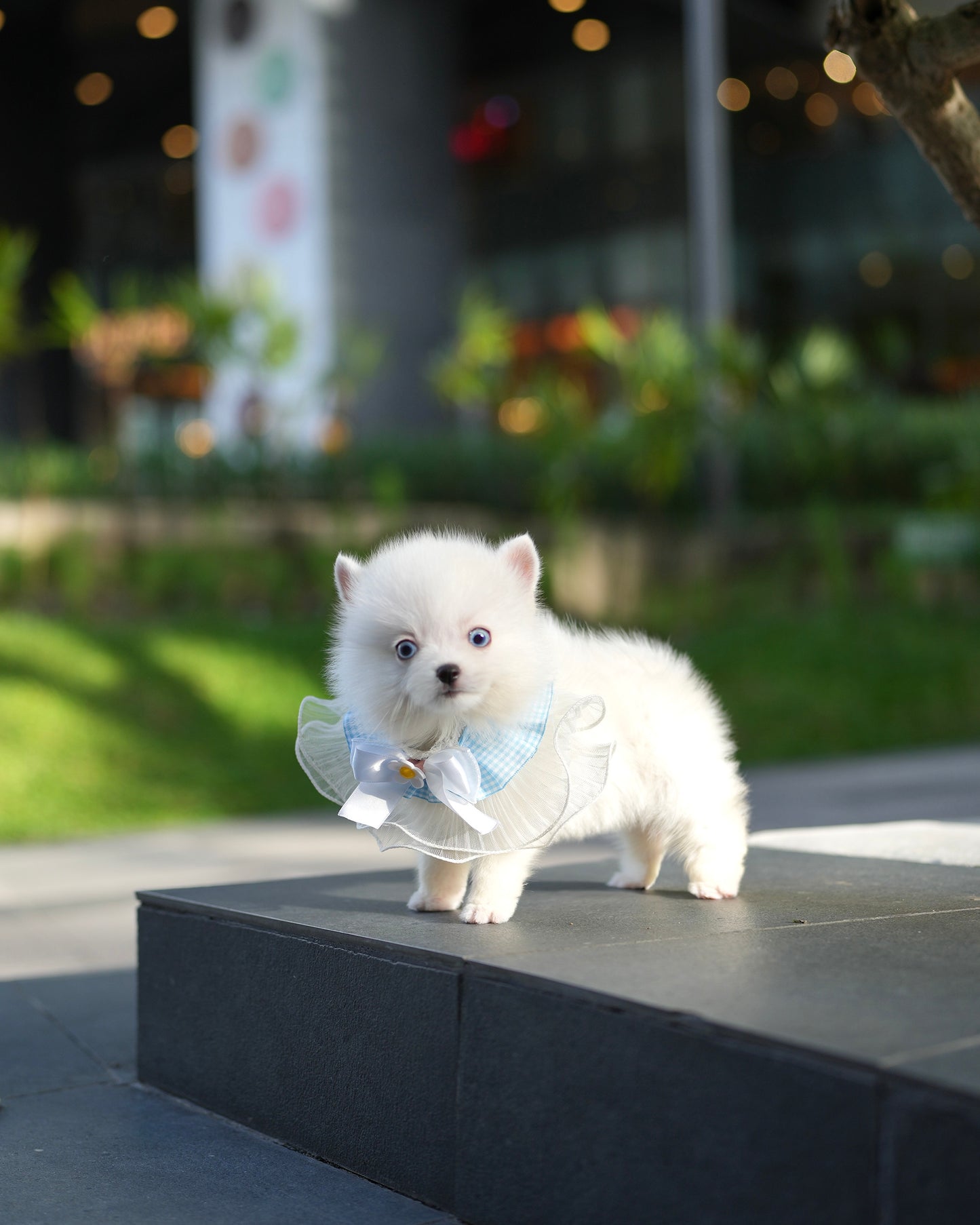 Elvis - Mini Pomsky (White)