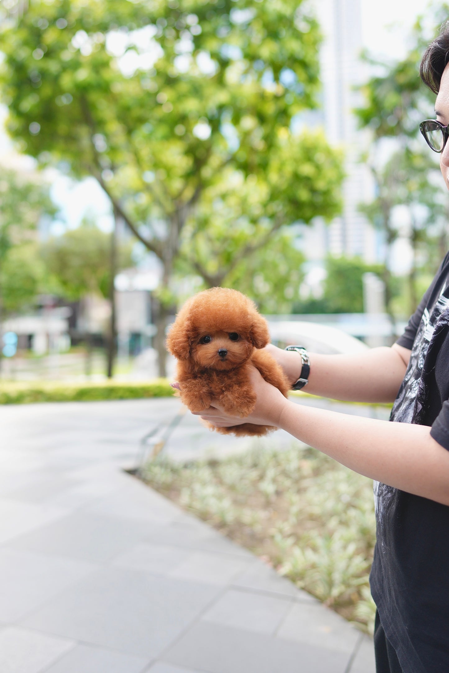 Bambi - Tiny Poodle (Red)