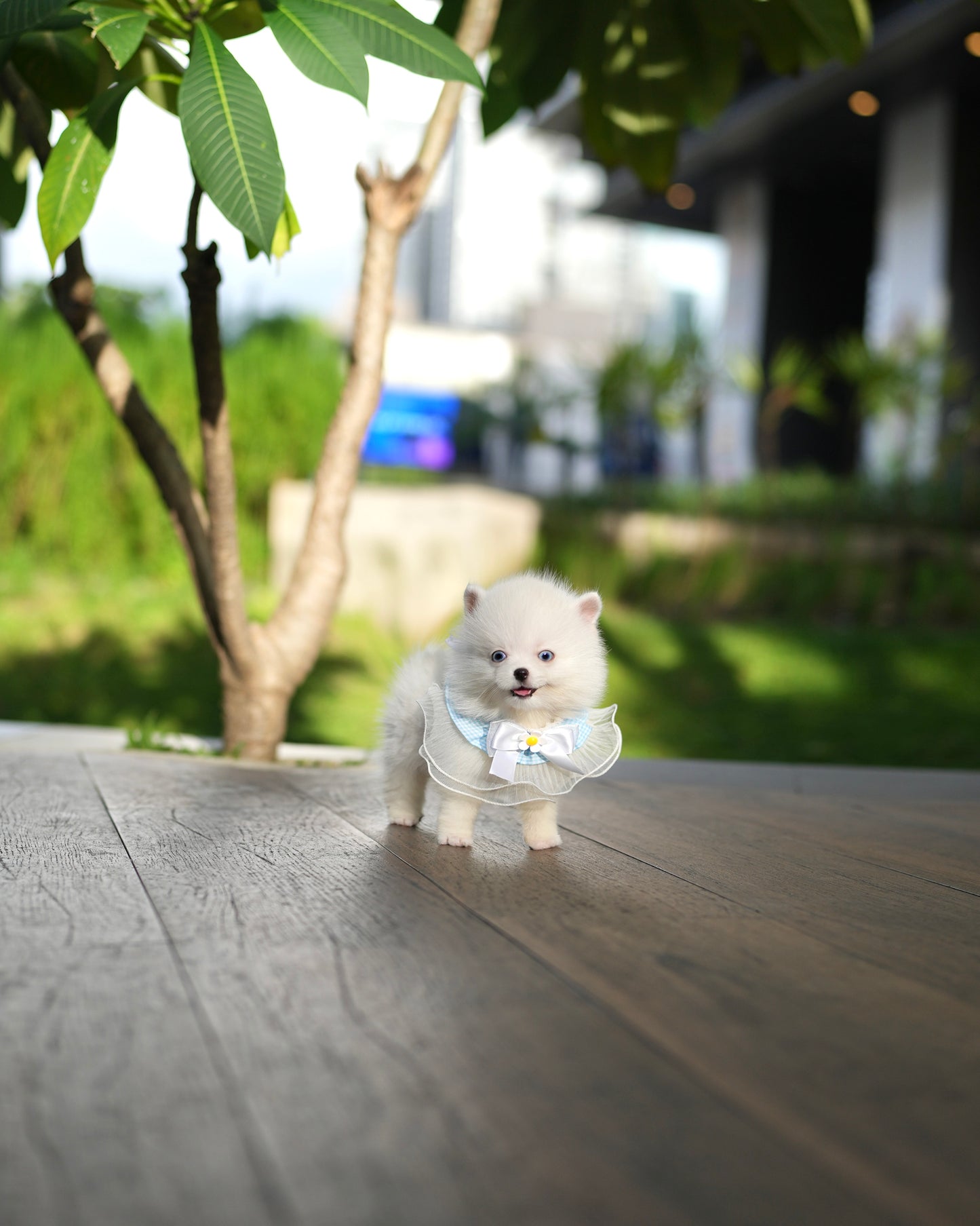 Elvis - Mini Pomsky (White)