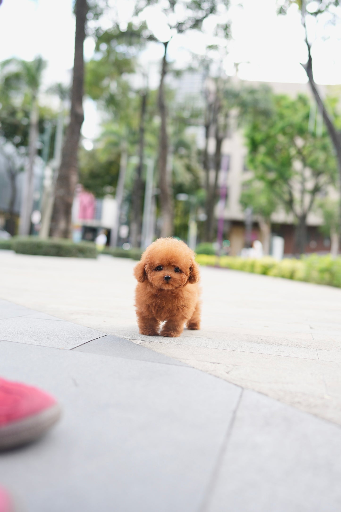 Bambi - Tiny Poodle (Red)