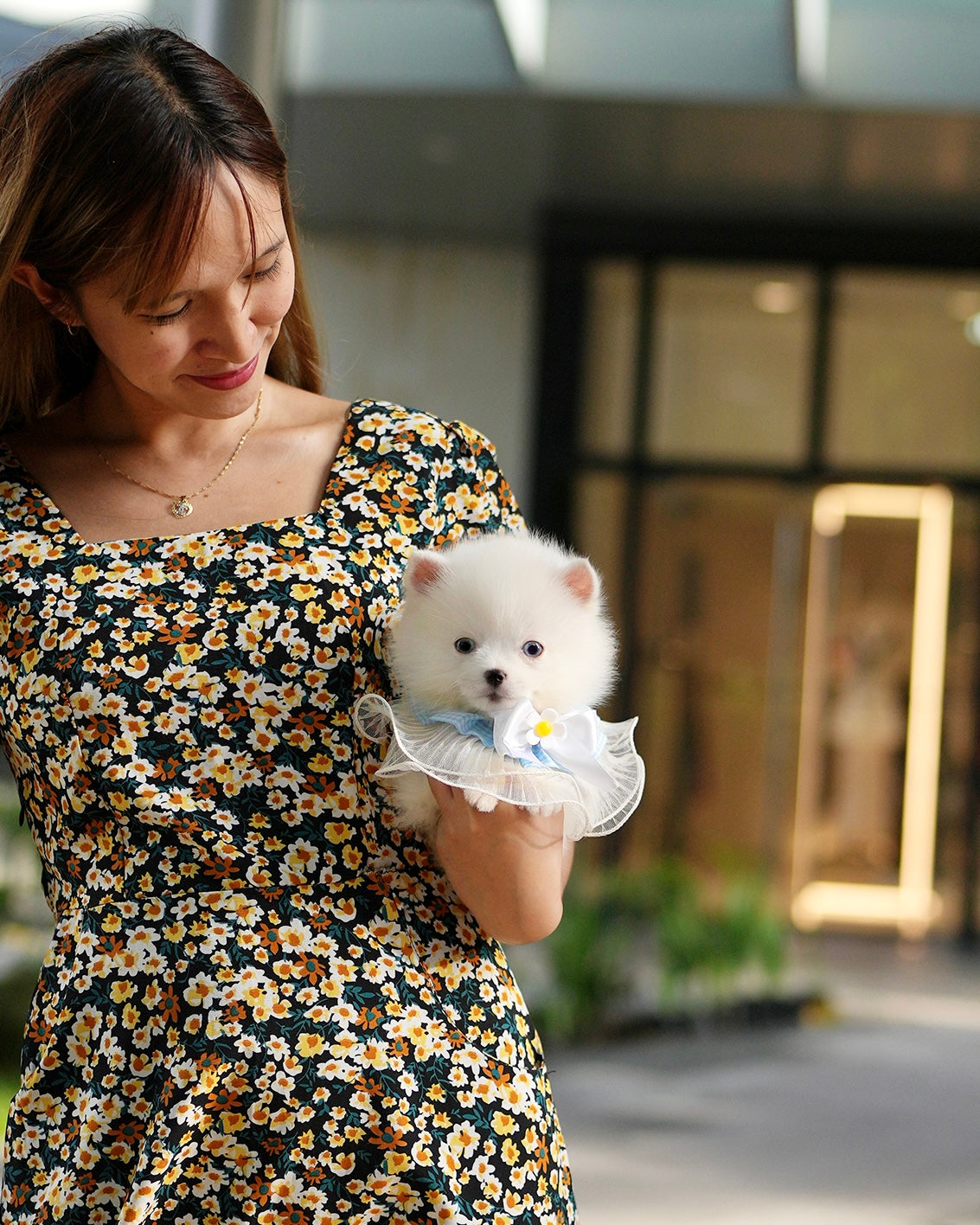 Elvis - Mini Pomsky (White)
