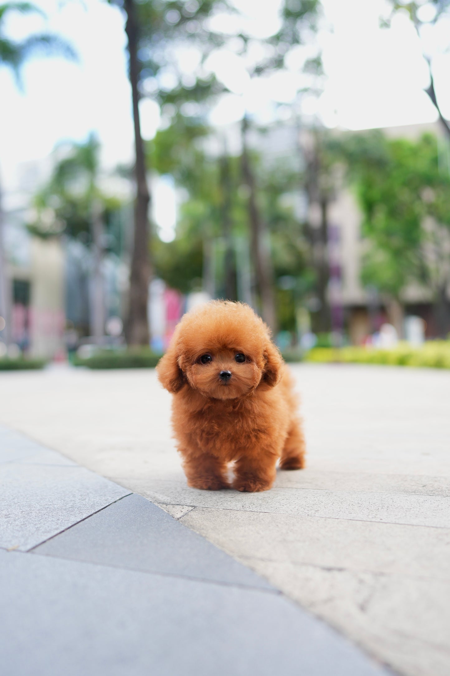 Bambi - Tiny Poodle (Red)
