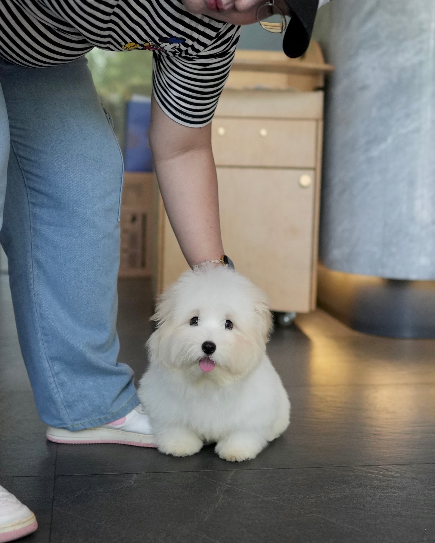 Bruno - Coton de Tulear (White)