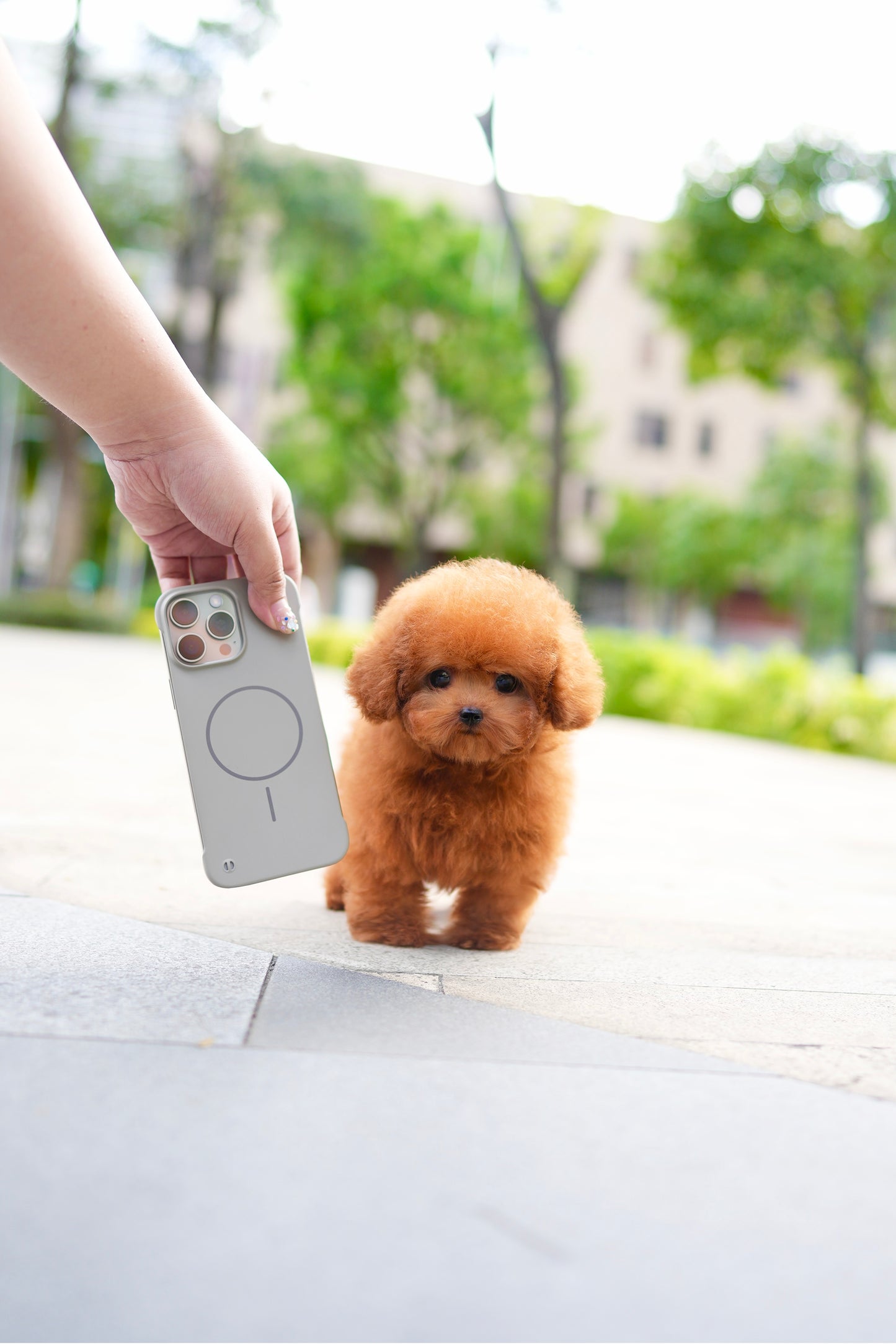 Bambi - Tiny Poodle (Red)