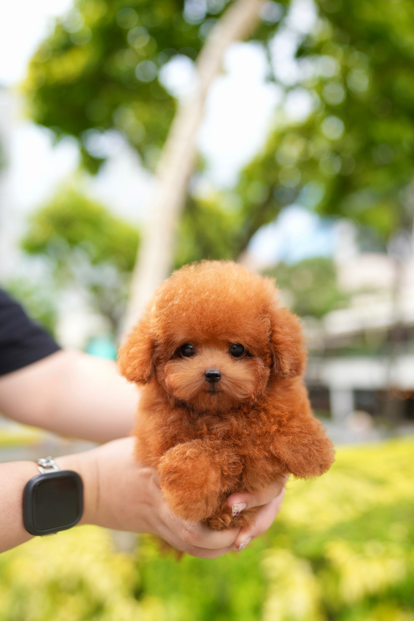 Bambi - Tiny Poodle (Red)