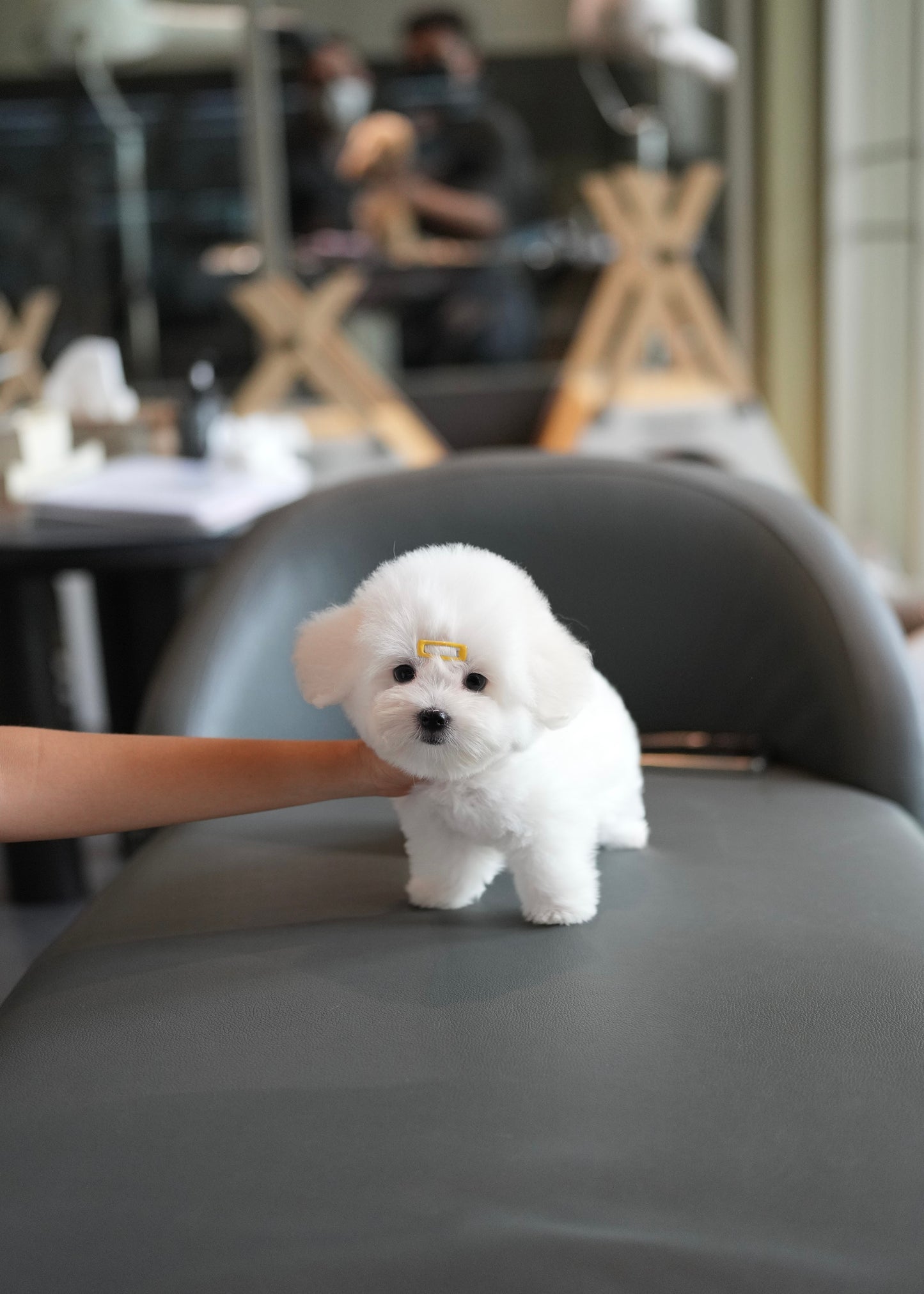 Callie - Coton de Tulear (White)