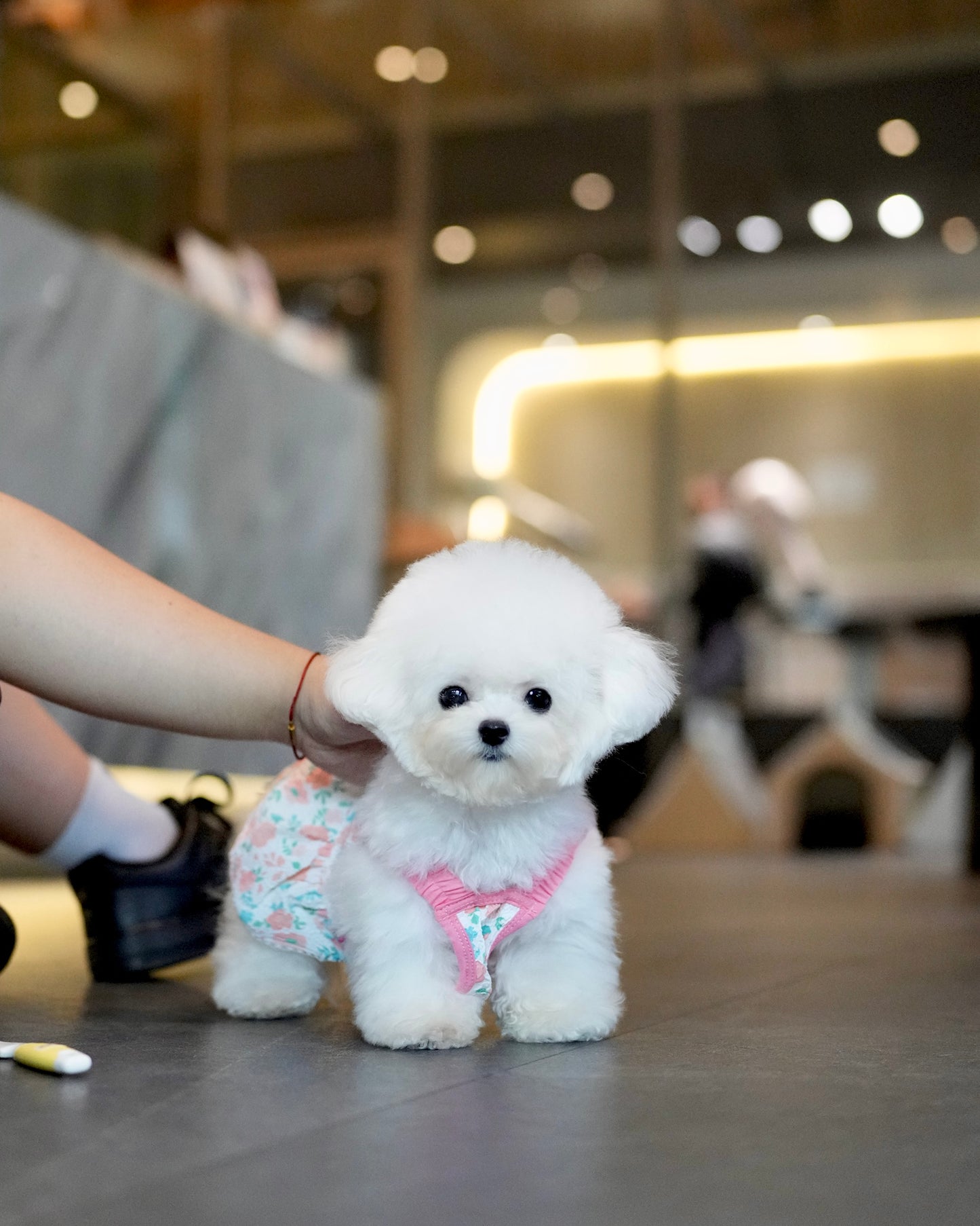Snowy - Micro Bichon (White)