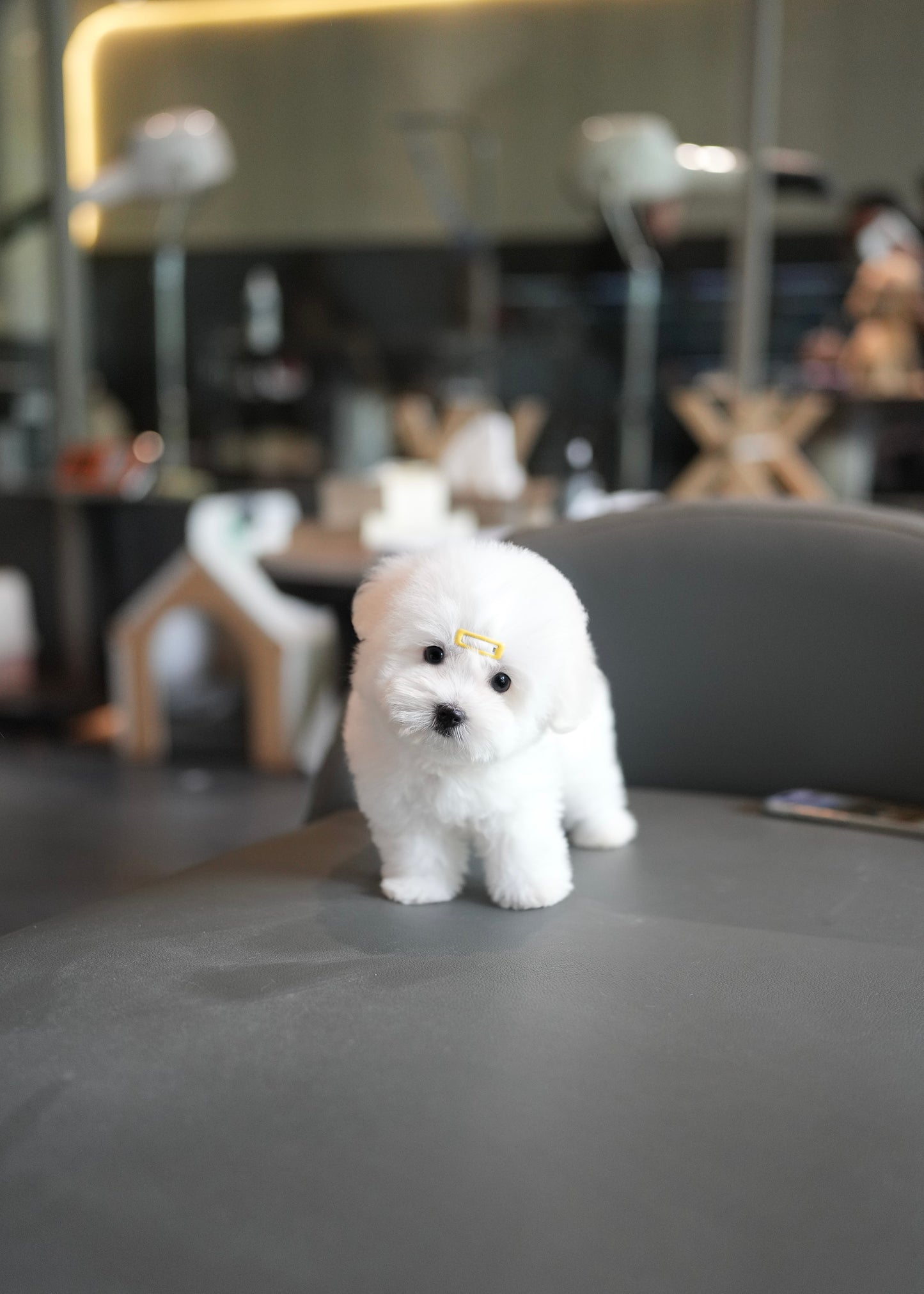 Callie - Coton de Tulear (White)