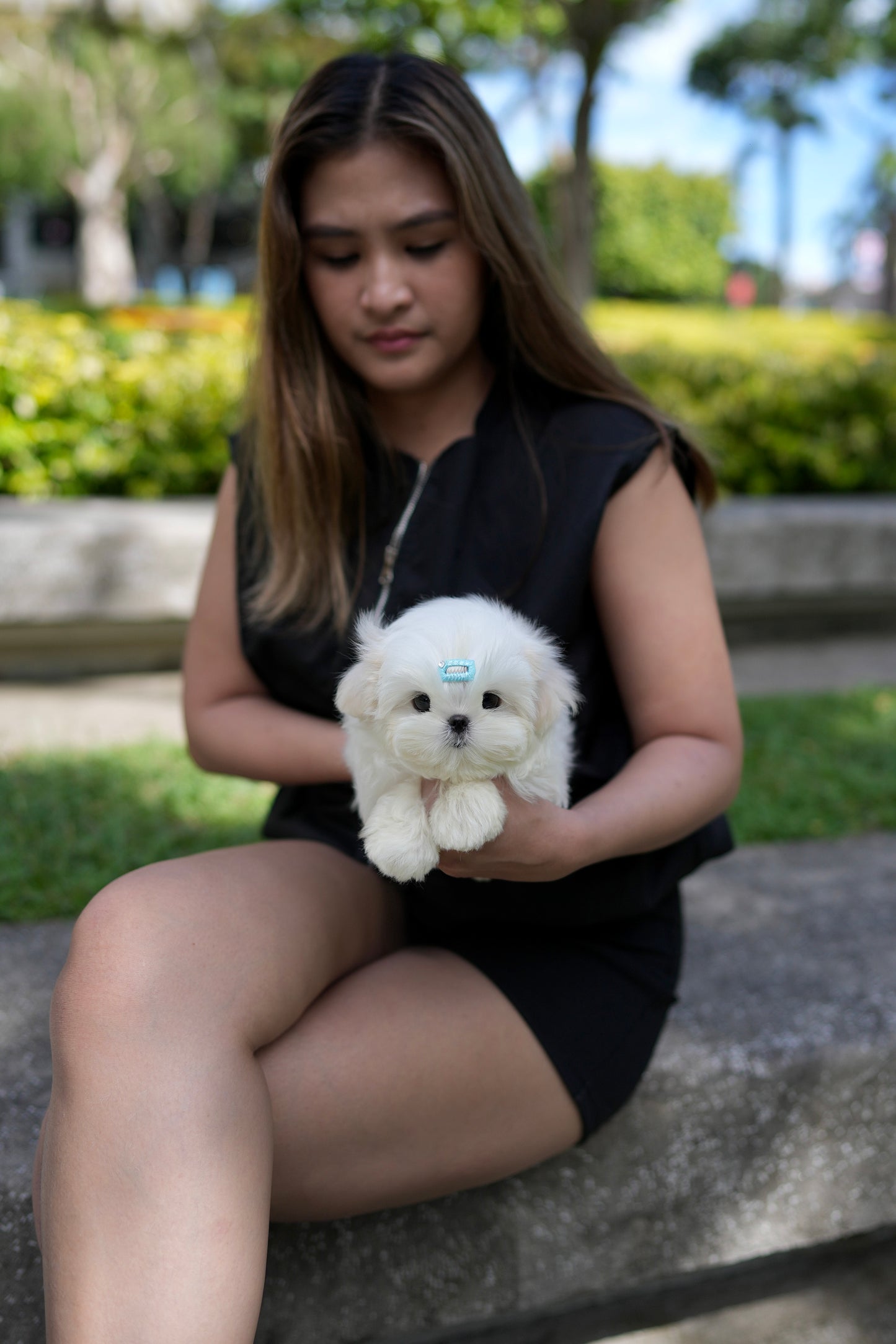 Liam - Maltese (White)