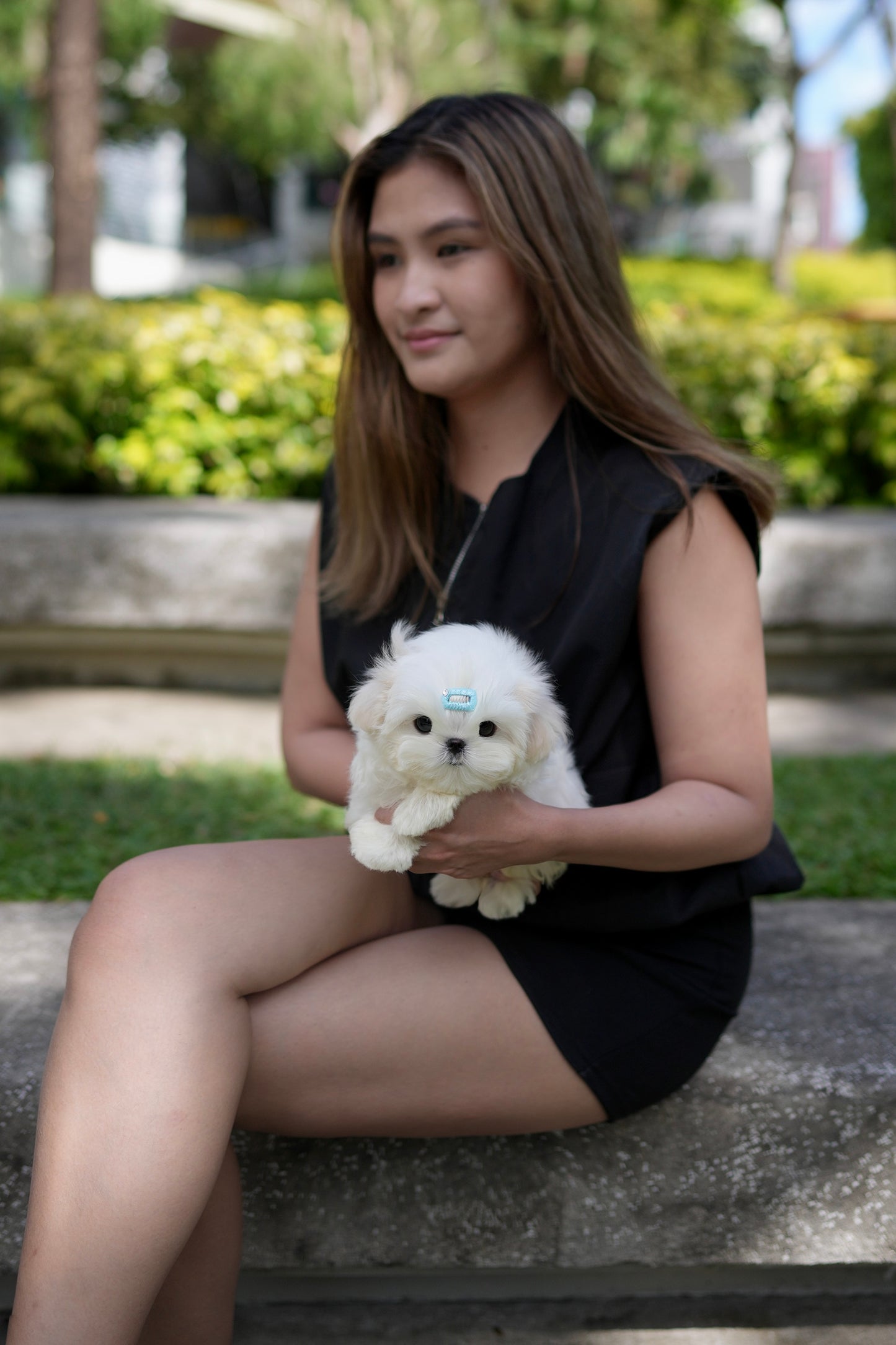 Liam - Maltese (White)
