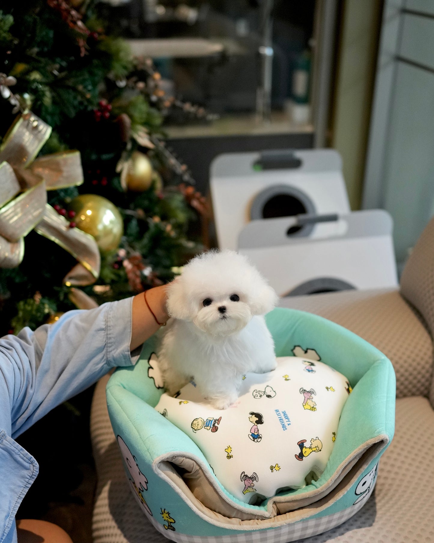 Olyn - Mini Bichon (White)