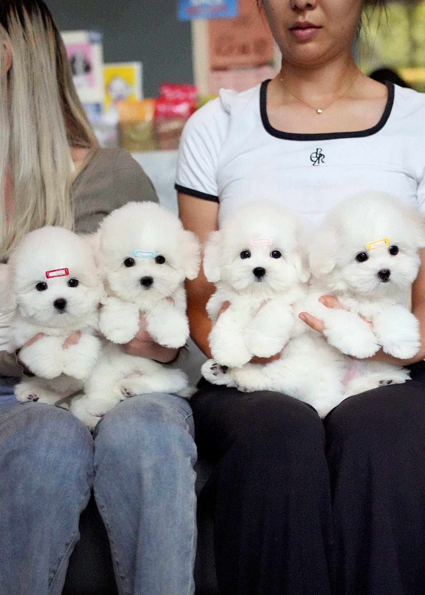 Ariana - Coton de Tulear (White)