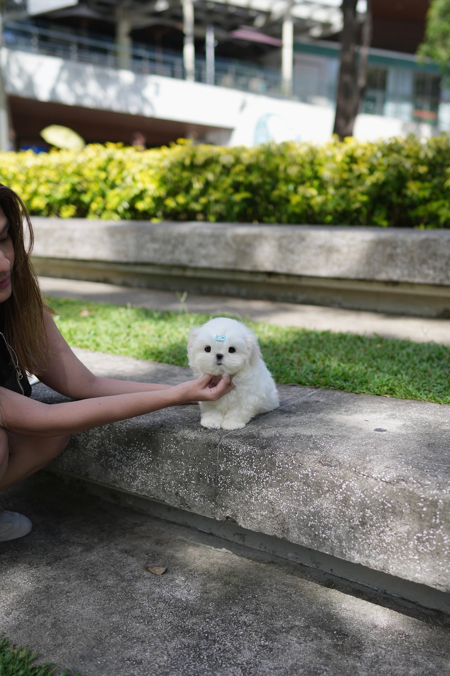 Liam - Maltese (White)