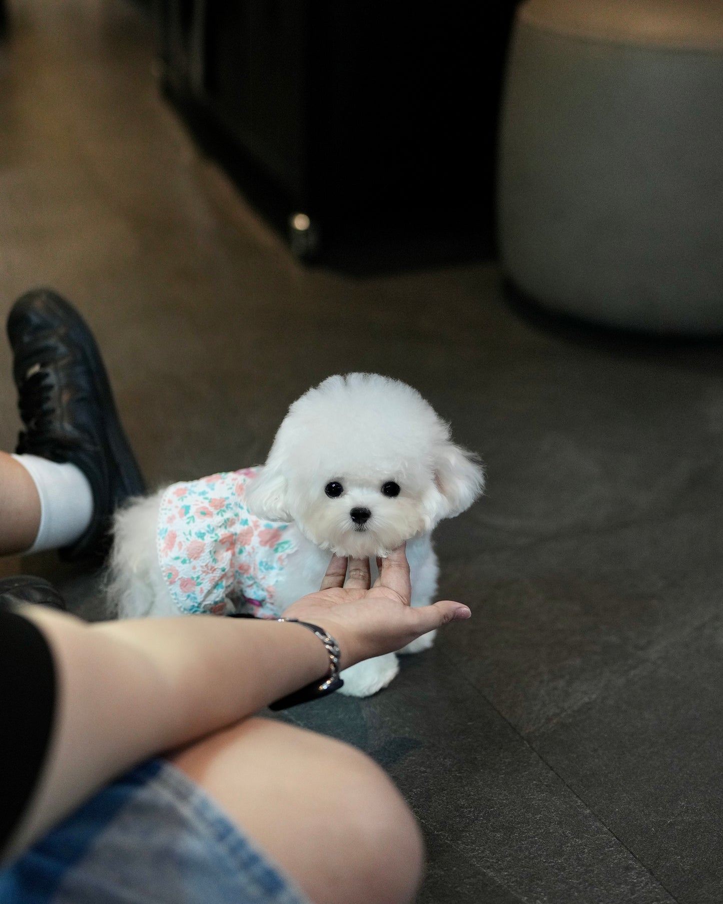 Snowy - Micro Bichon (White)
