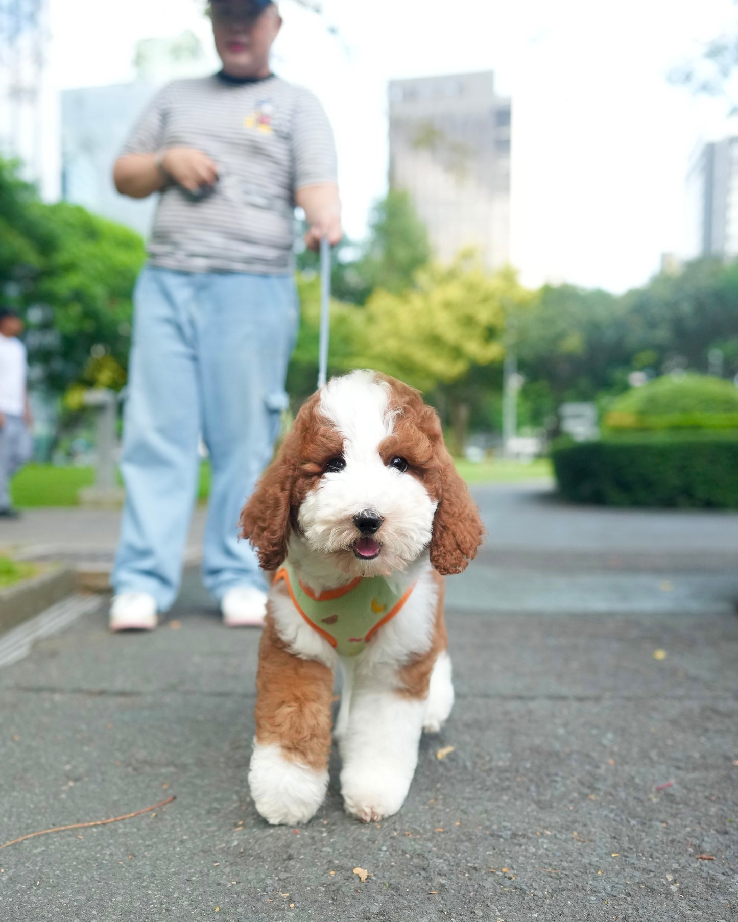 Milo - Giant Poodle (Brown & White)