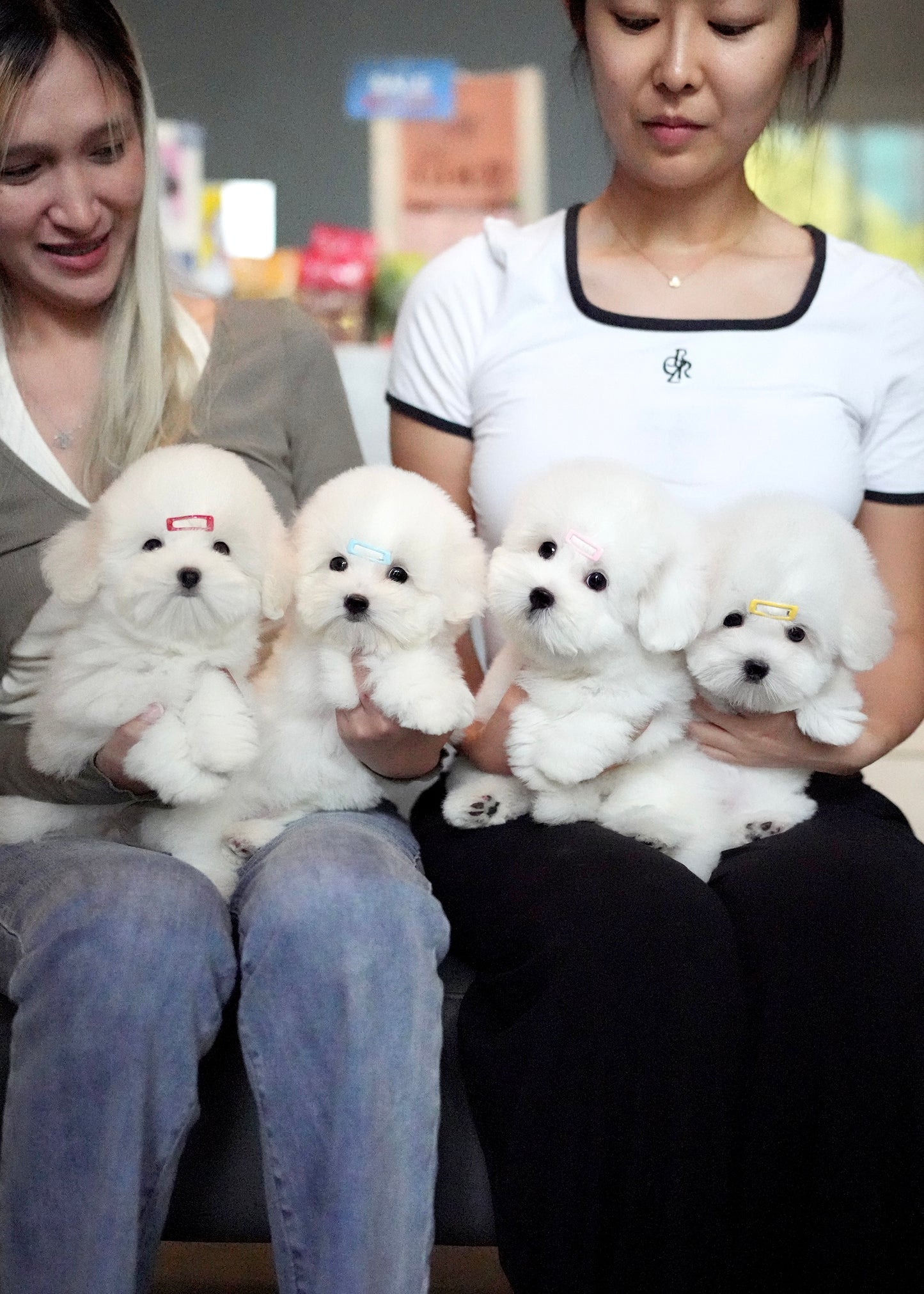 Callie - Coton de Tulear (White)