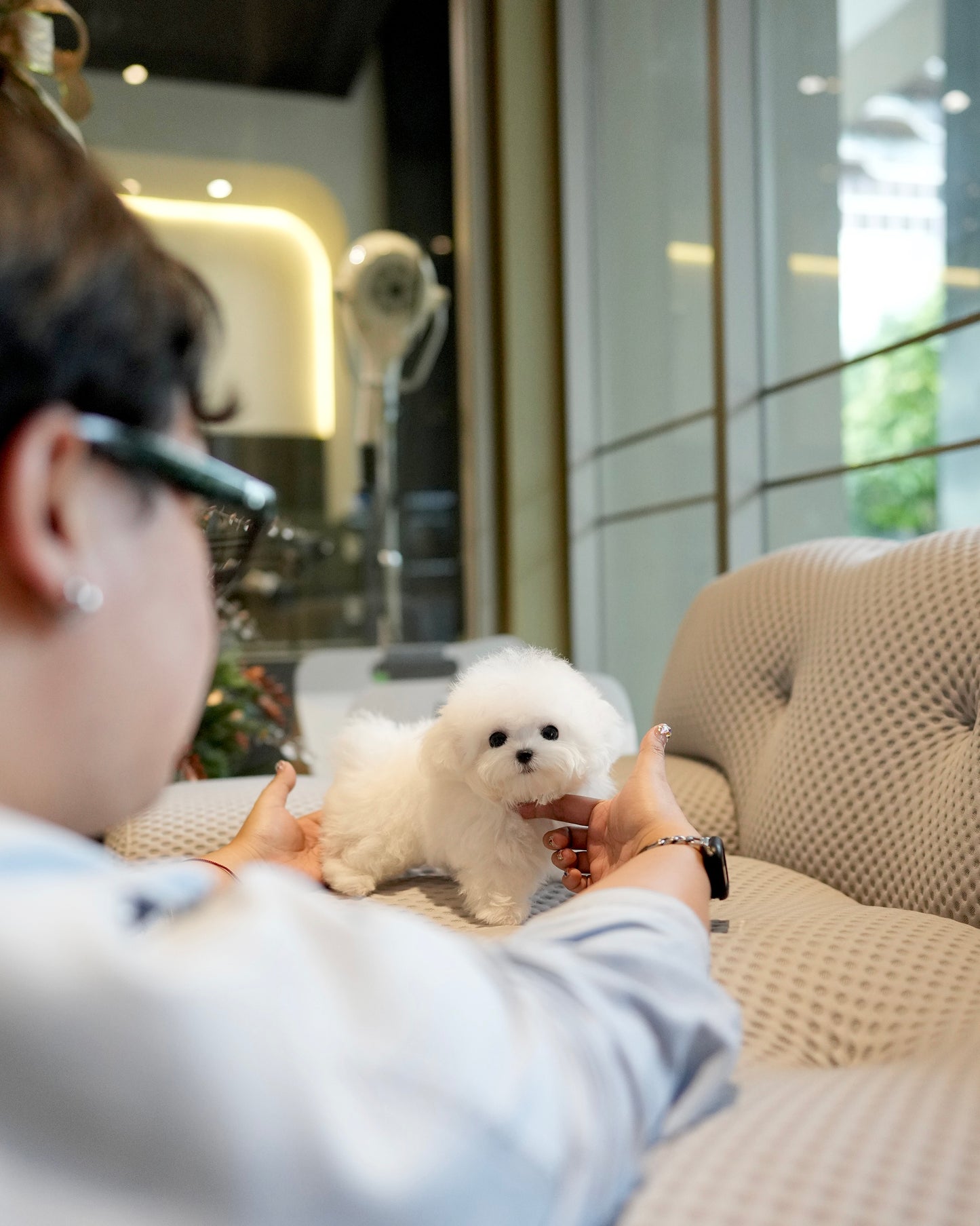Olyn - Mini Bichon (White)