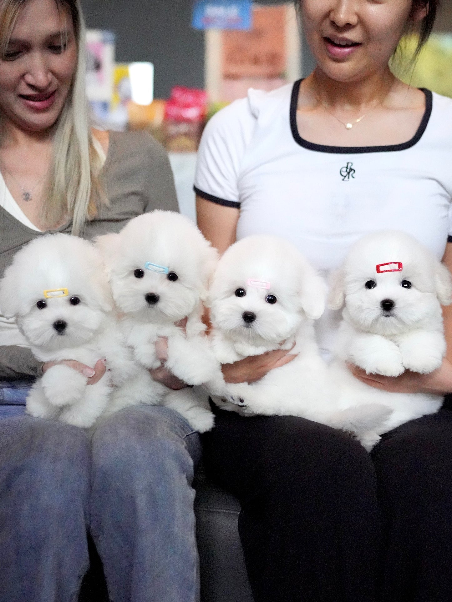 Ariana - Coton de Tulear (White)