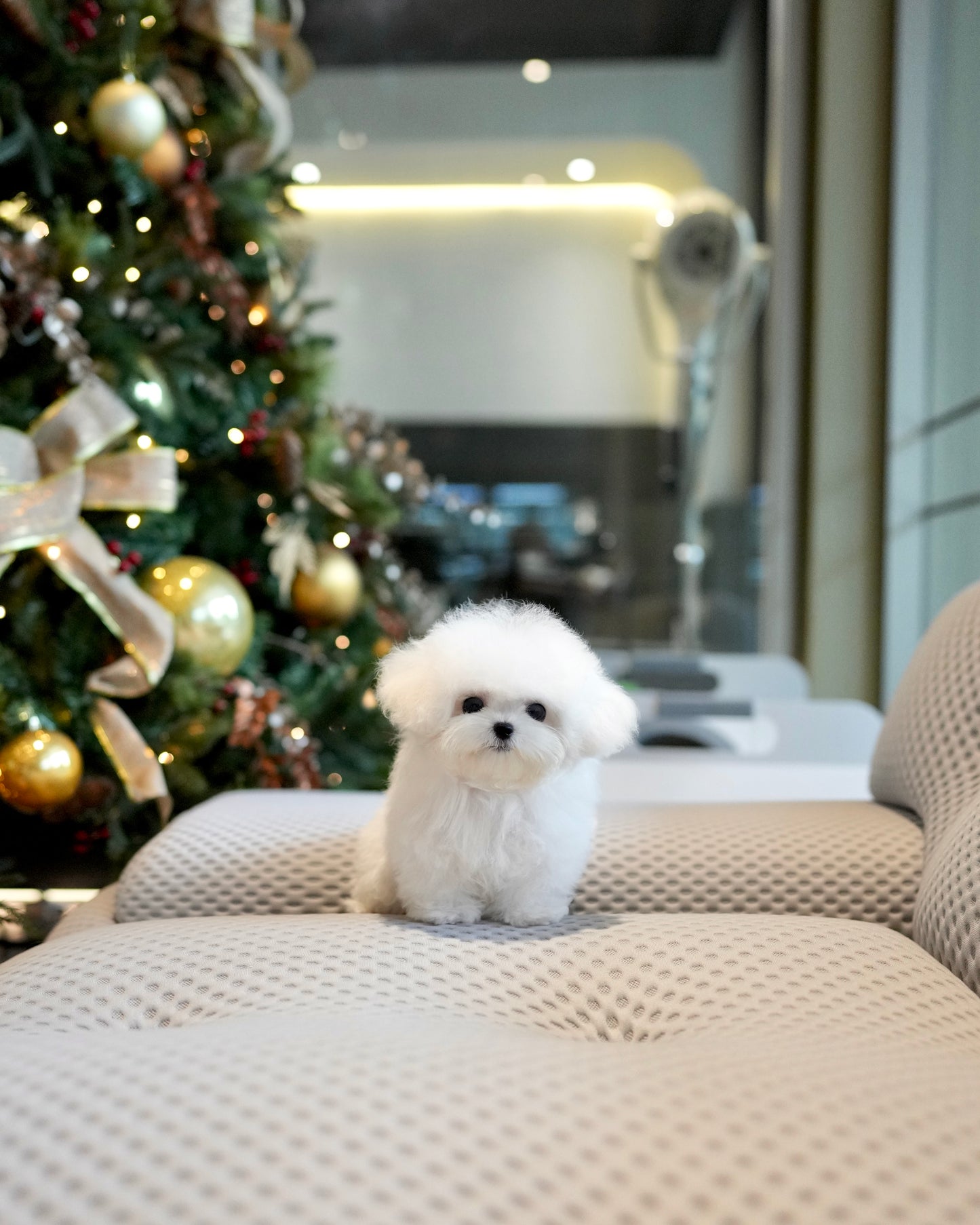 Olyn - Mini Bichon (White)