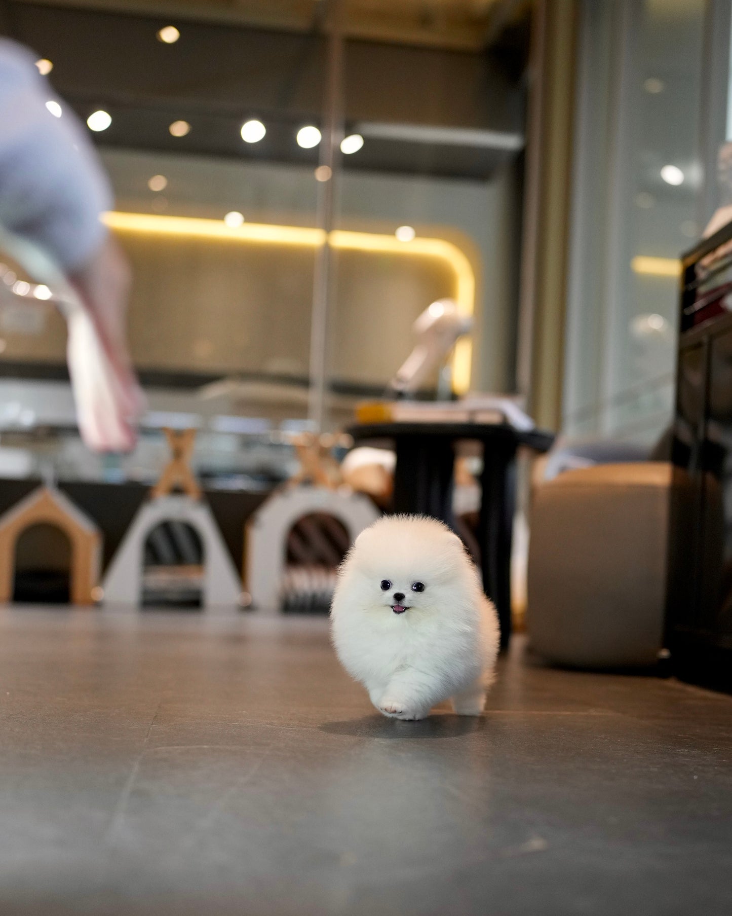 Zarry - Pomeranian (White)