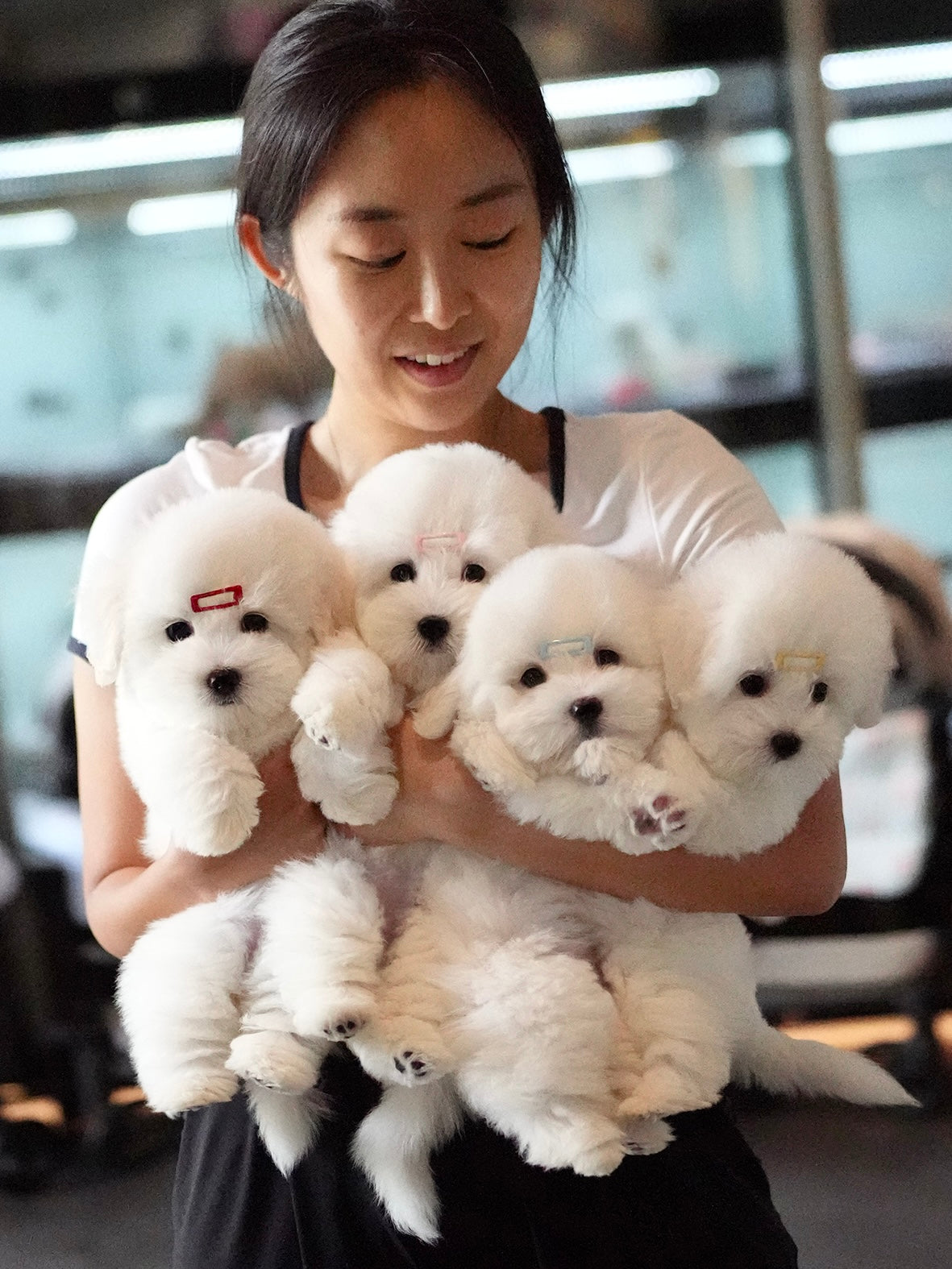 Ariana - Coton de Tulear (White)