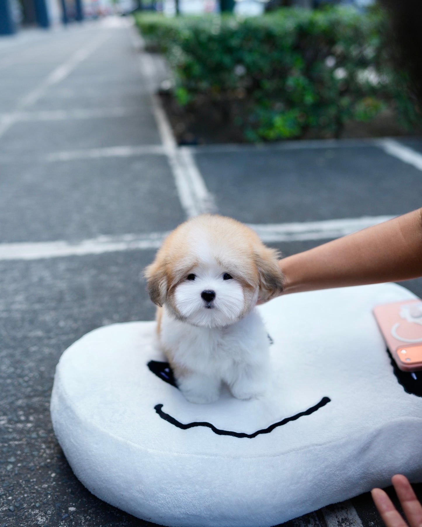 Archie - Coton de Tulear (Parti)