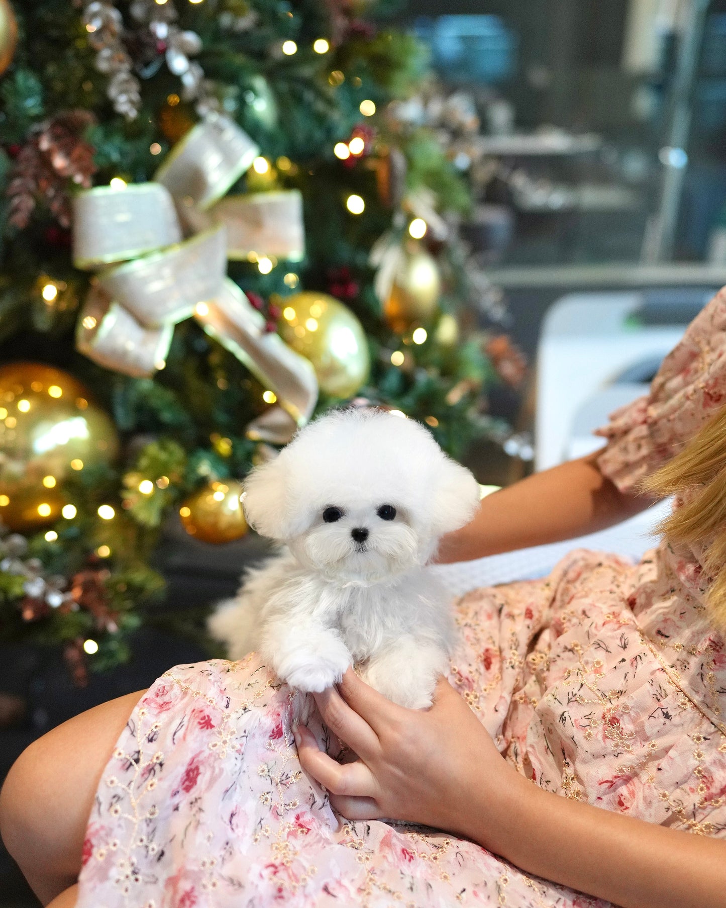Olyn - Mini Bichon (White)