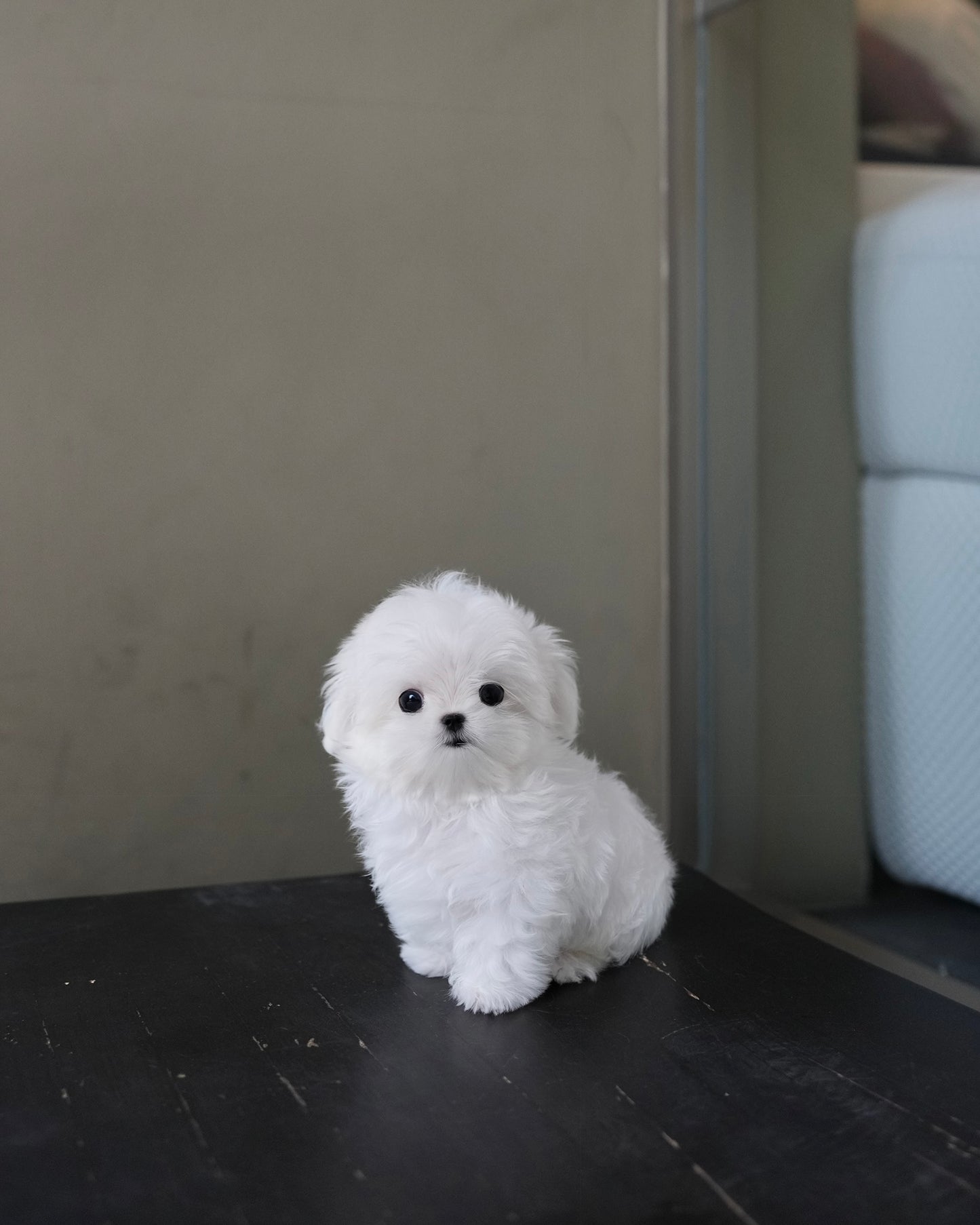 Poppy - Maltese (White)