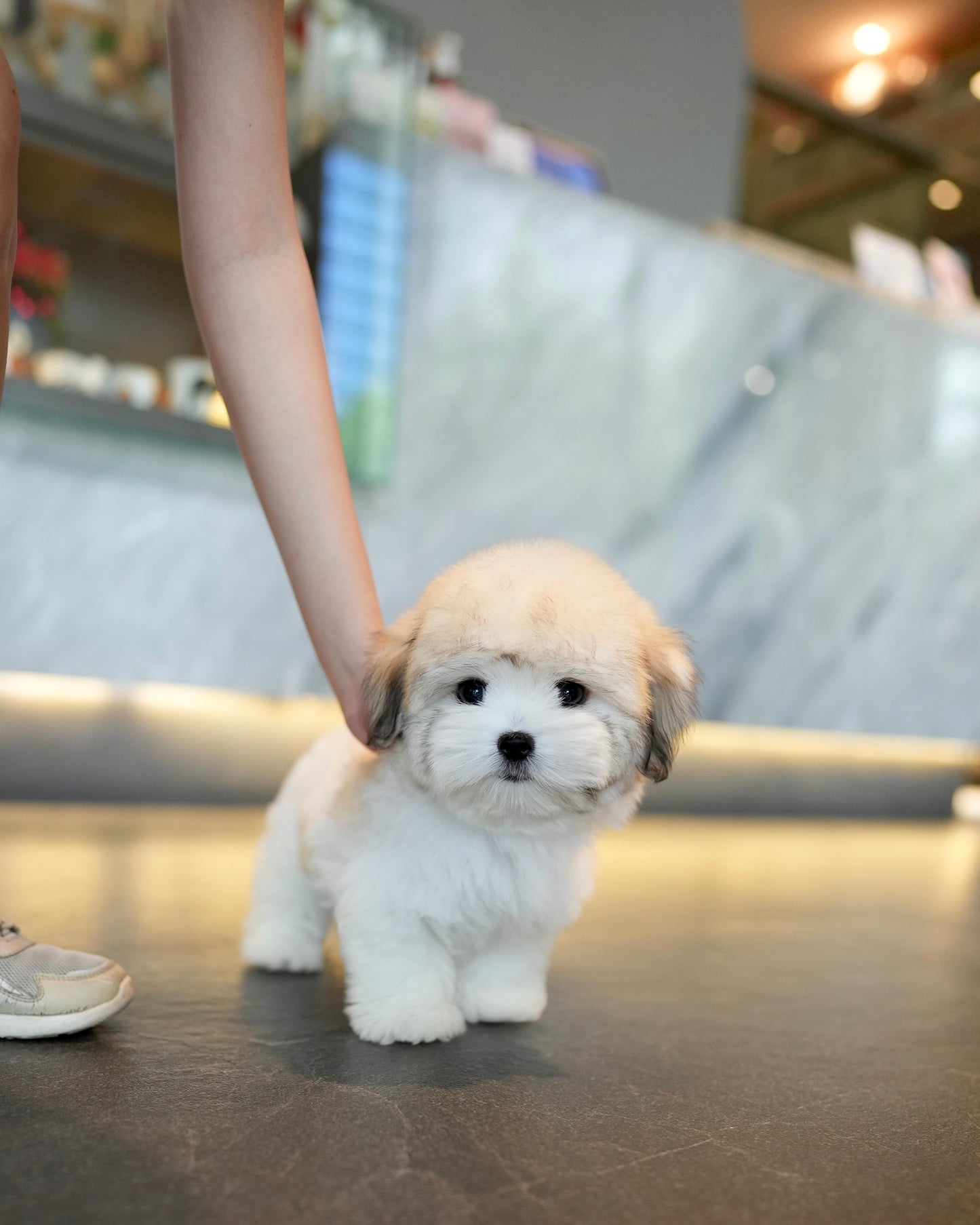 Keanu - Coton de Tulear (Parti)