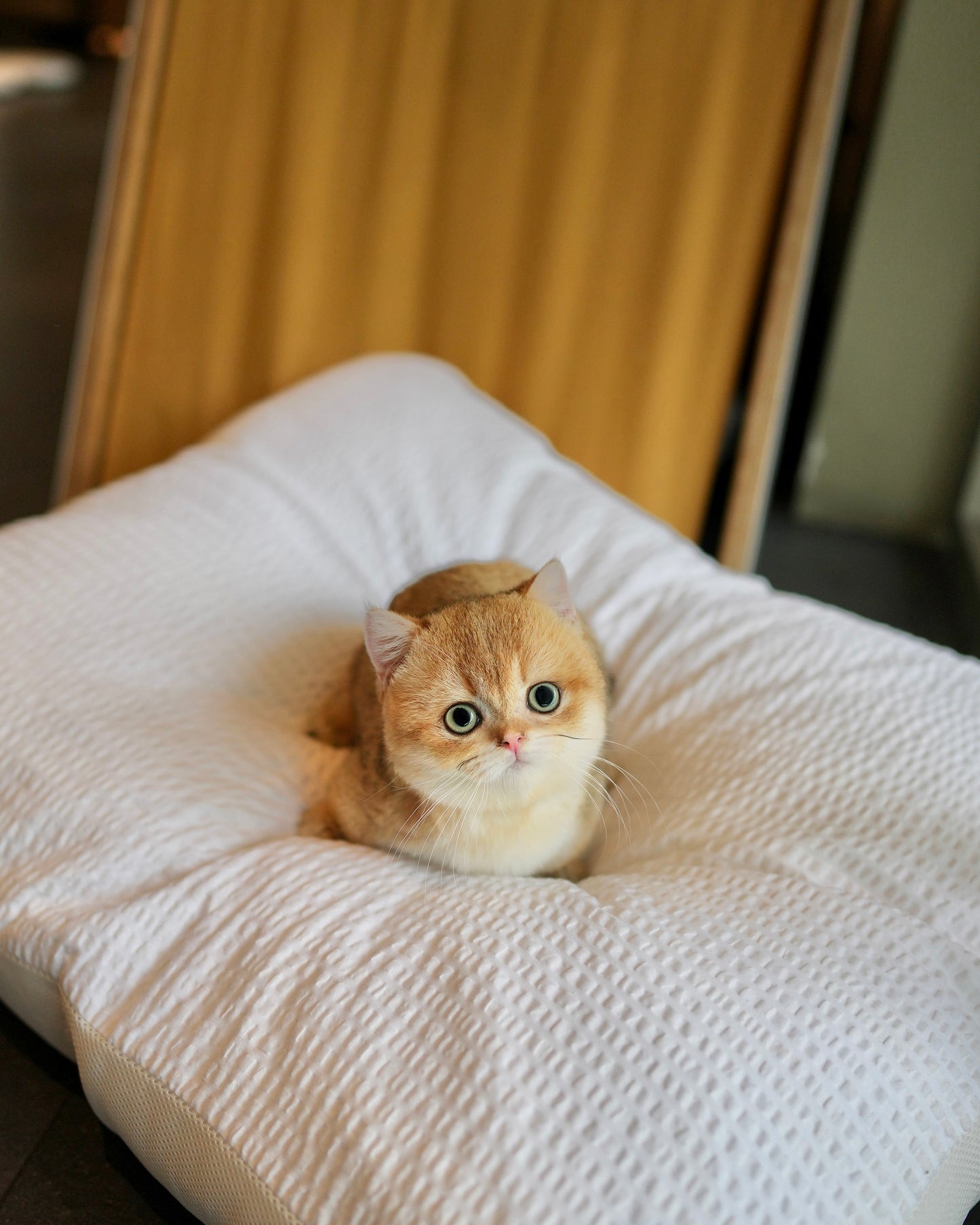 Juno - Munchkin (Gold)