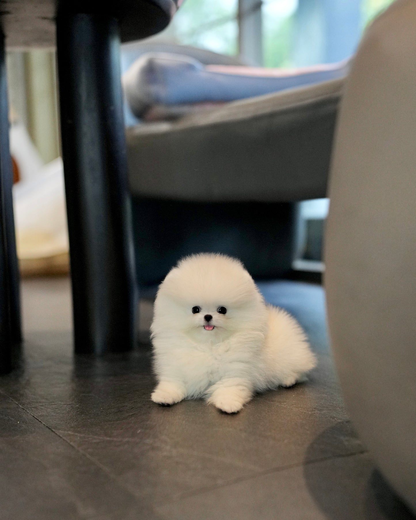 Zarry - Pomeranian (White)