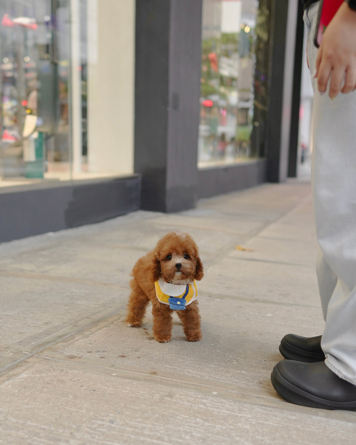 Angelie - Mini Golden Doodle (Brown)