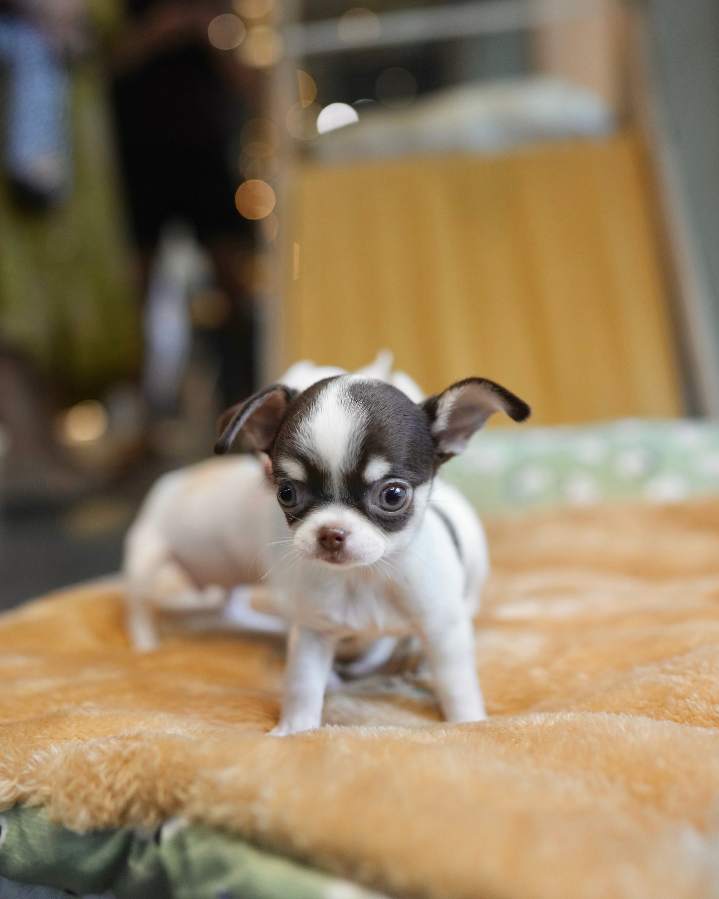 Roxie - Teacup Chihuahua (Parti)