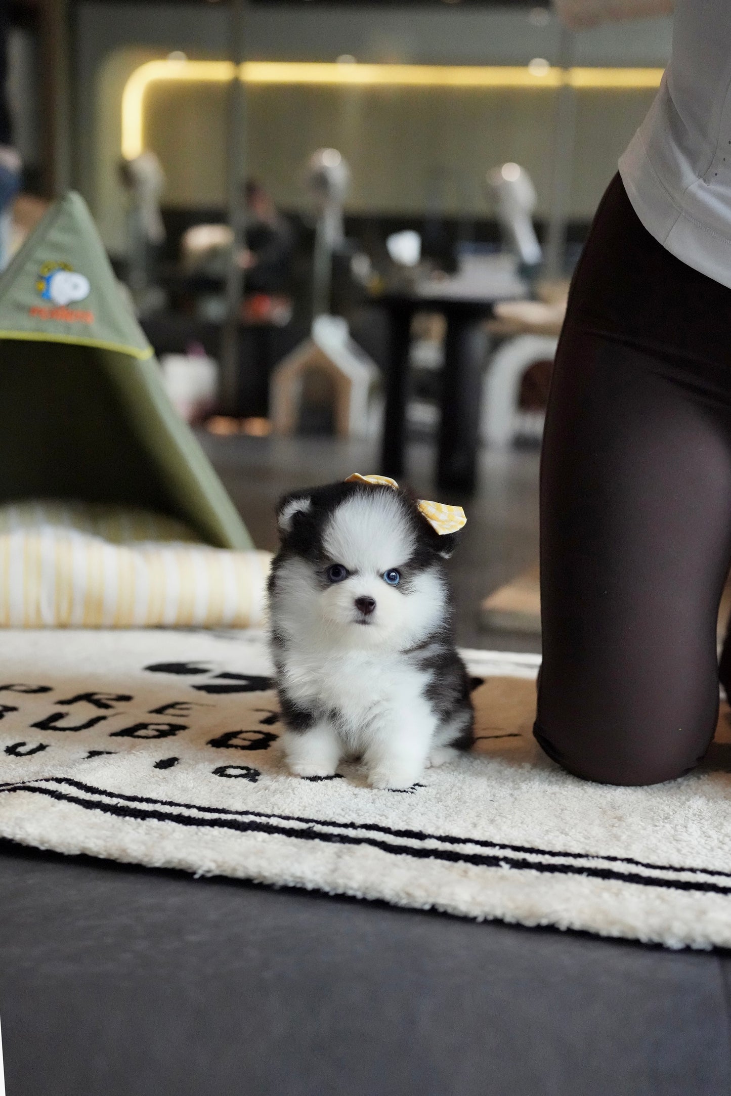 Nori - Mini Pomsky (Black & White)