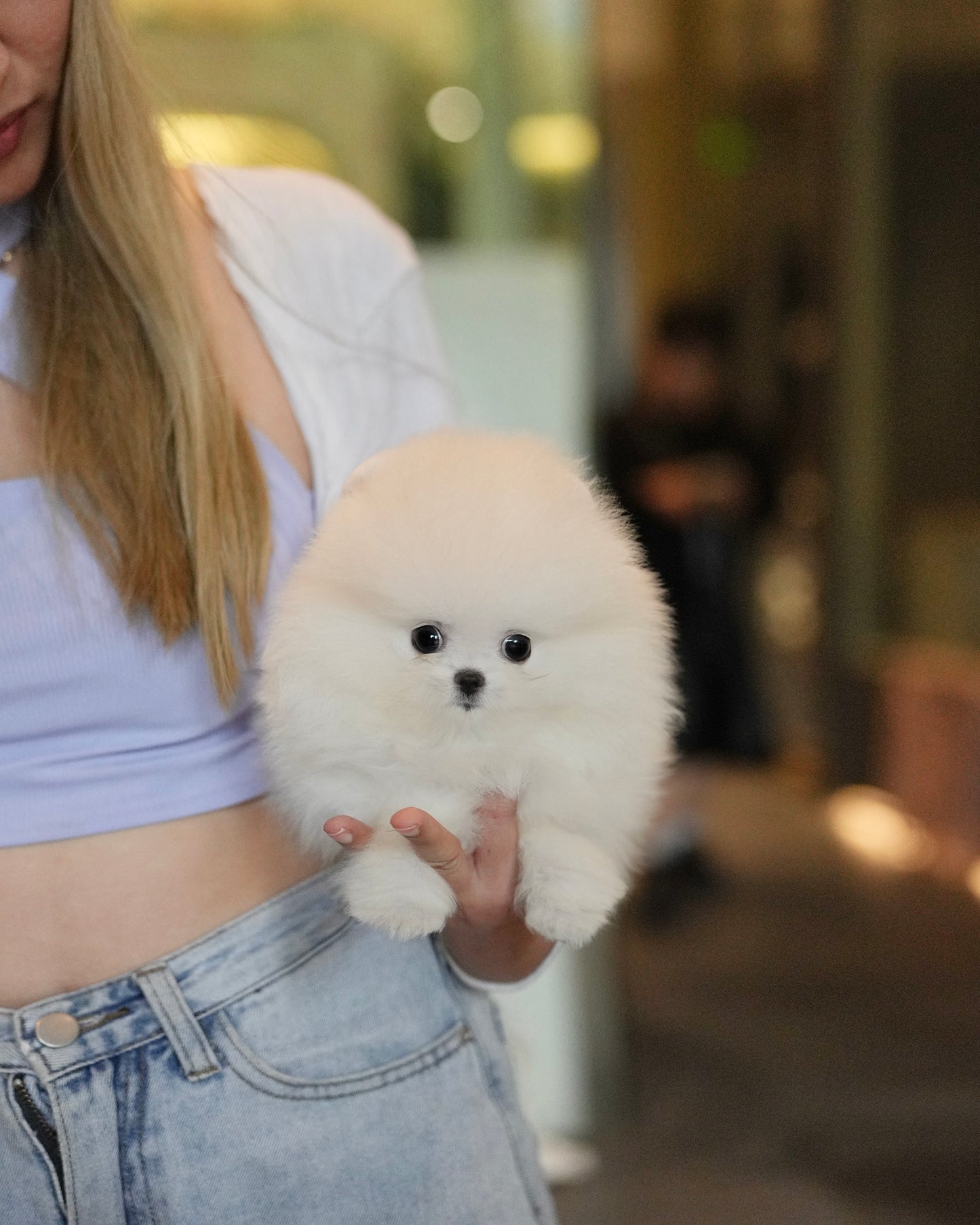 Zarry - Pomeranian (White)