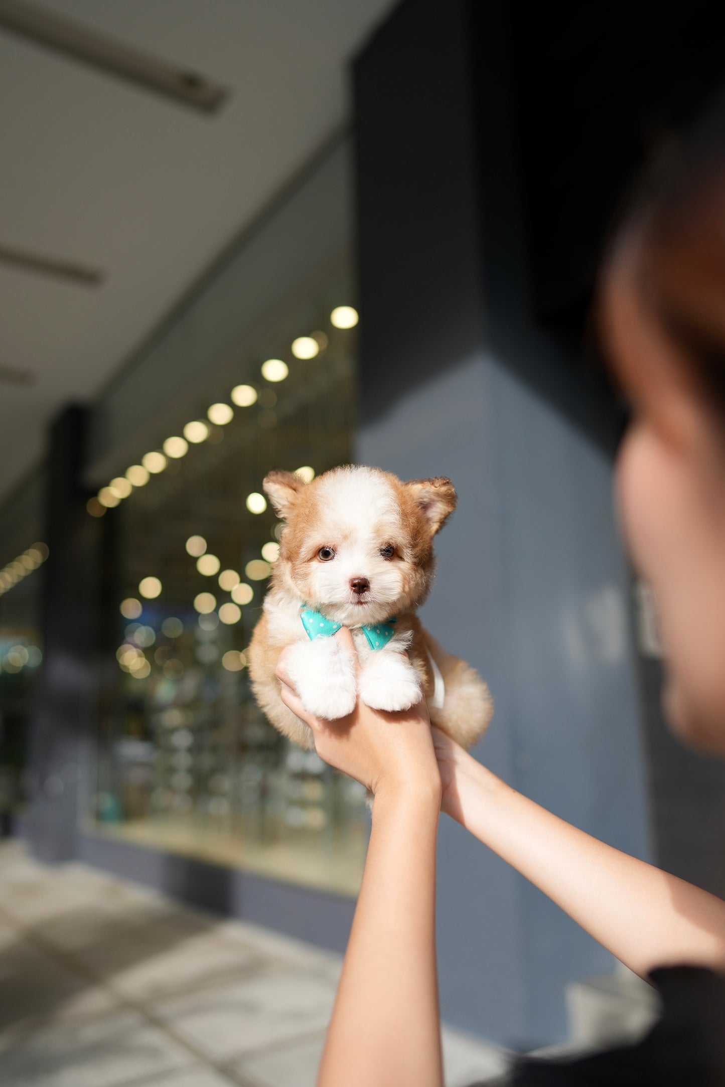 Milo - Mini Golden Doodle (Choco & White)