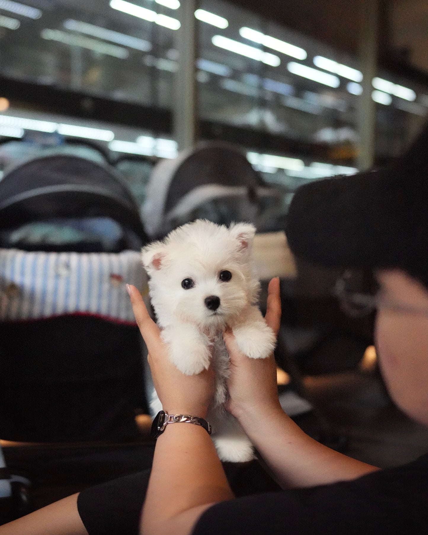 Steve - Mini West Highland White Terrier (White)