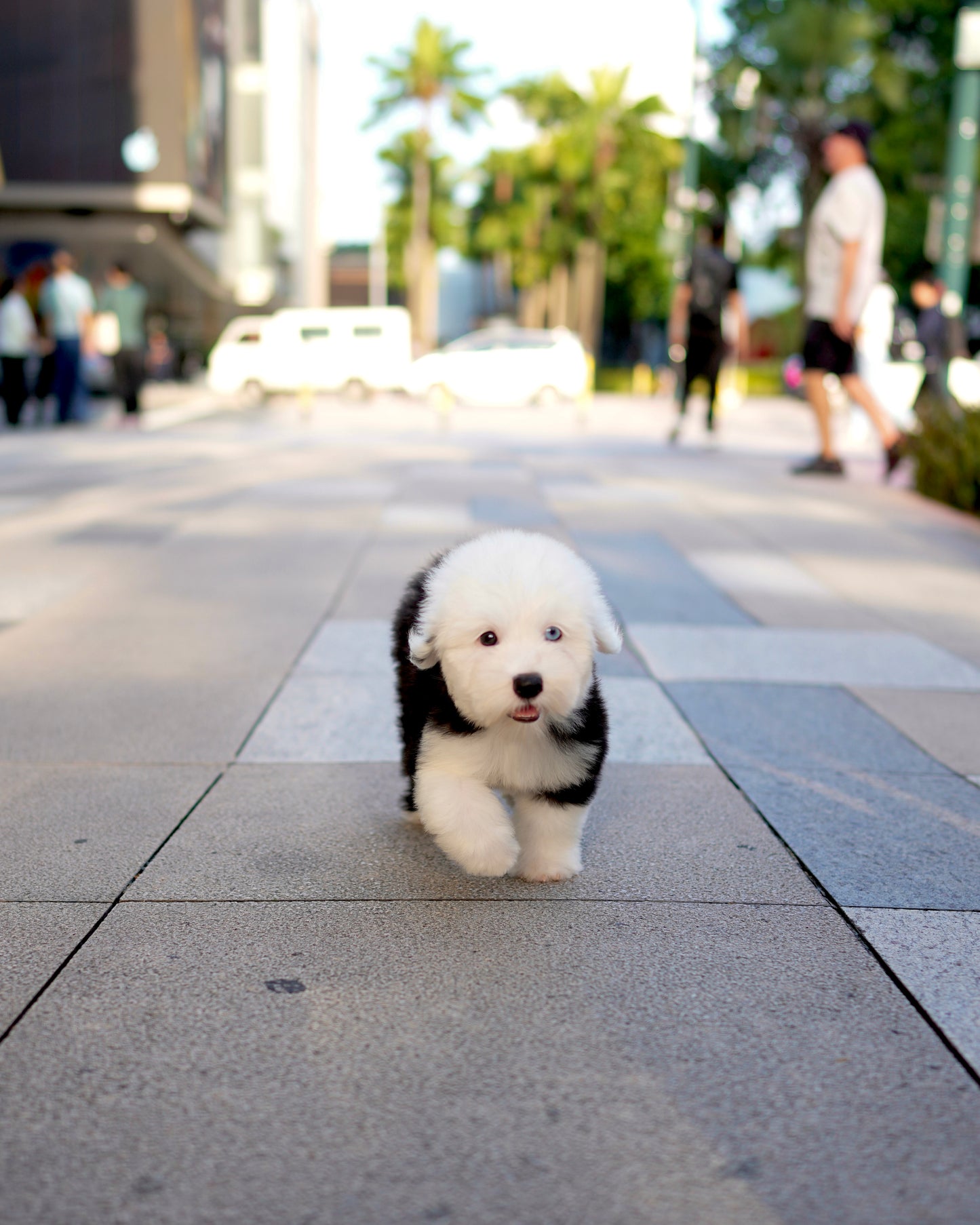 Jaira - Old English Sheepdog (Black & White)