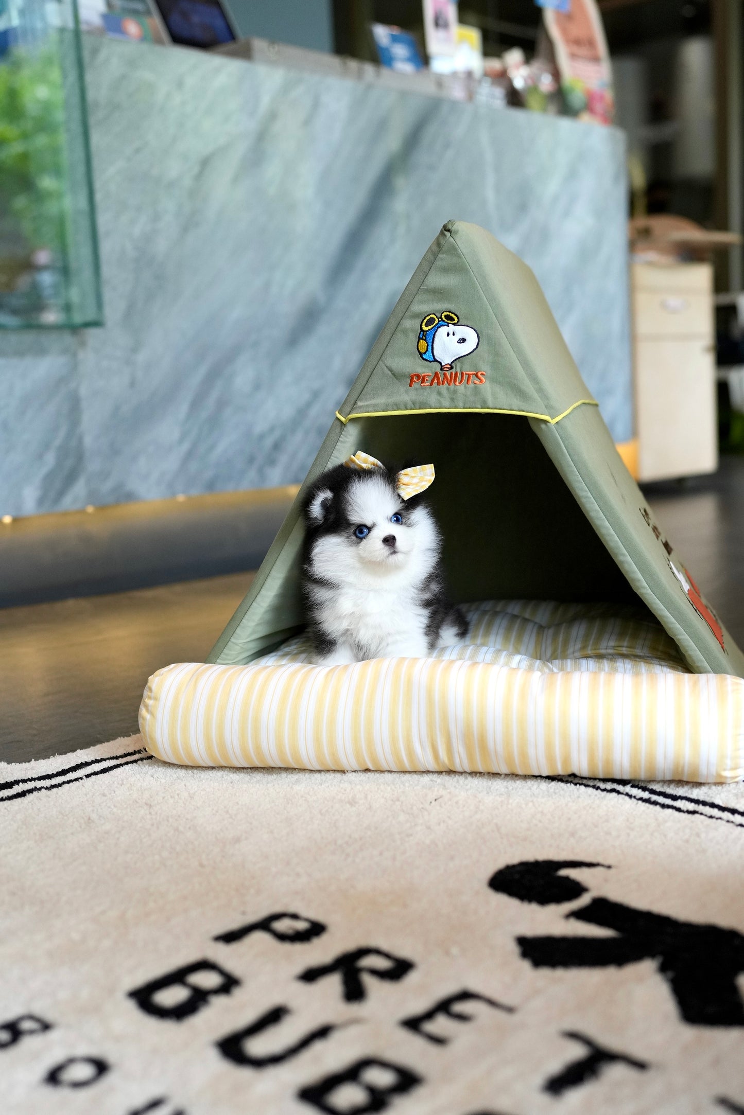 Nori - Mini Pomsky (Black & White)