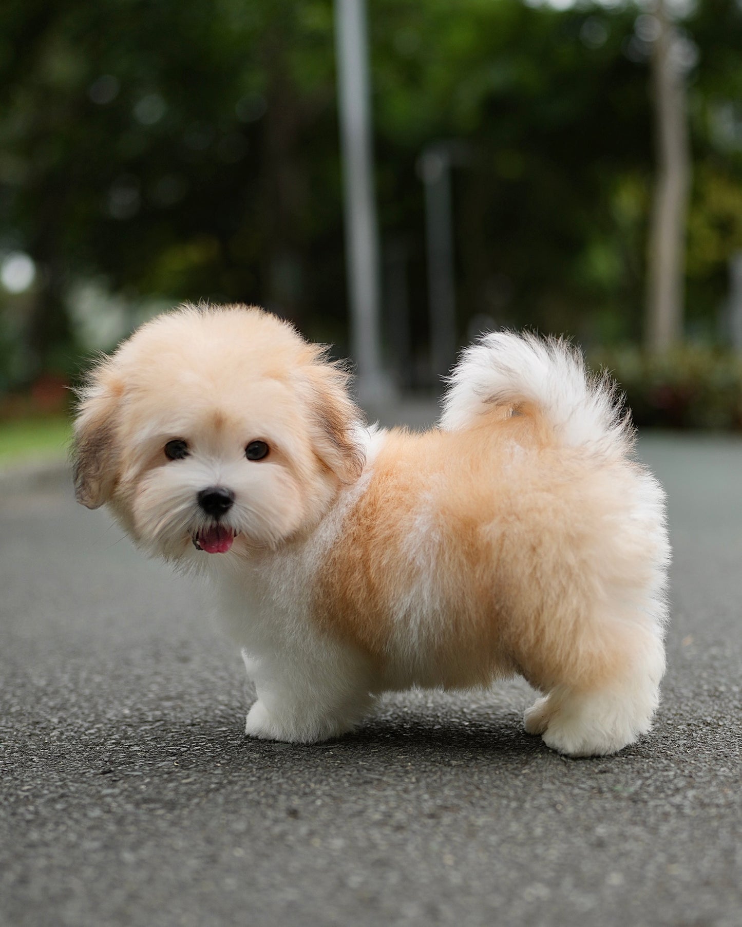Coren - Coton de Tulear (Parti)
