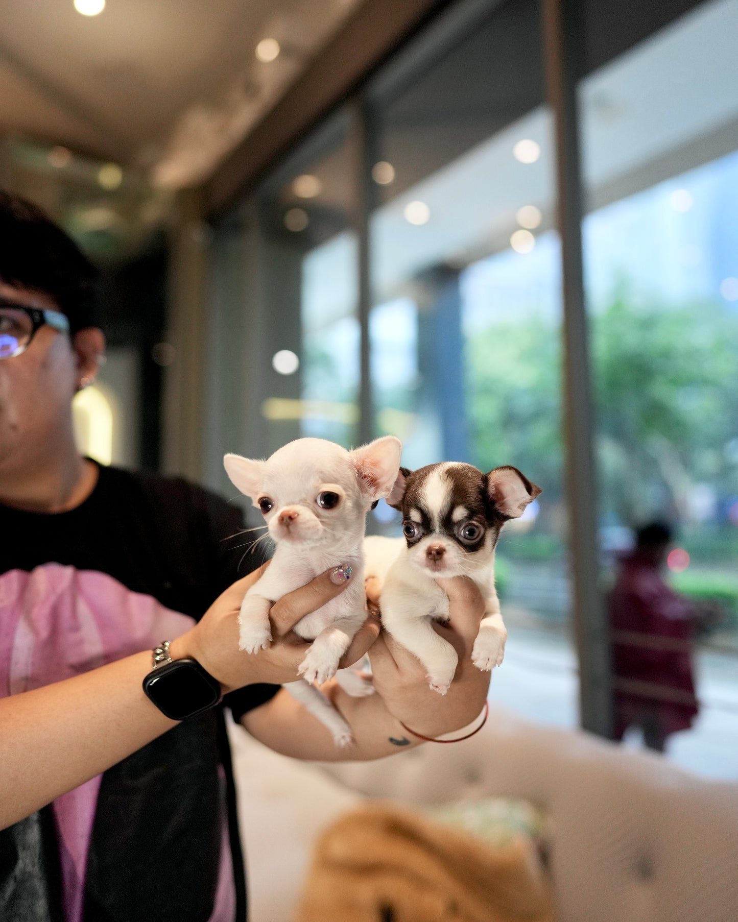 Roxie - Teacup Chihuahua (Parti)
