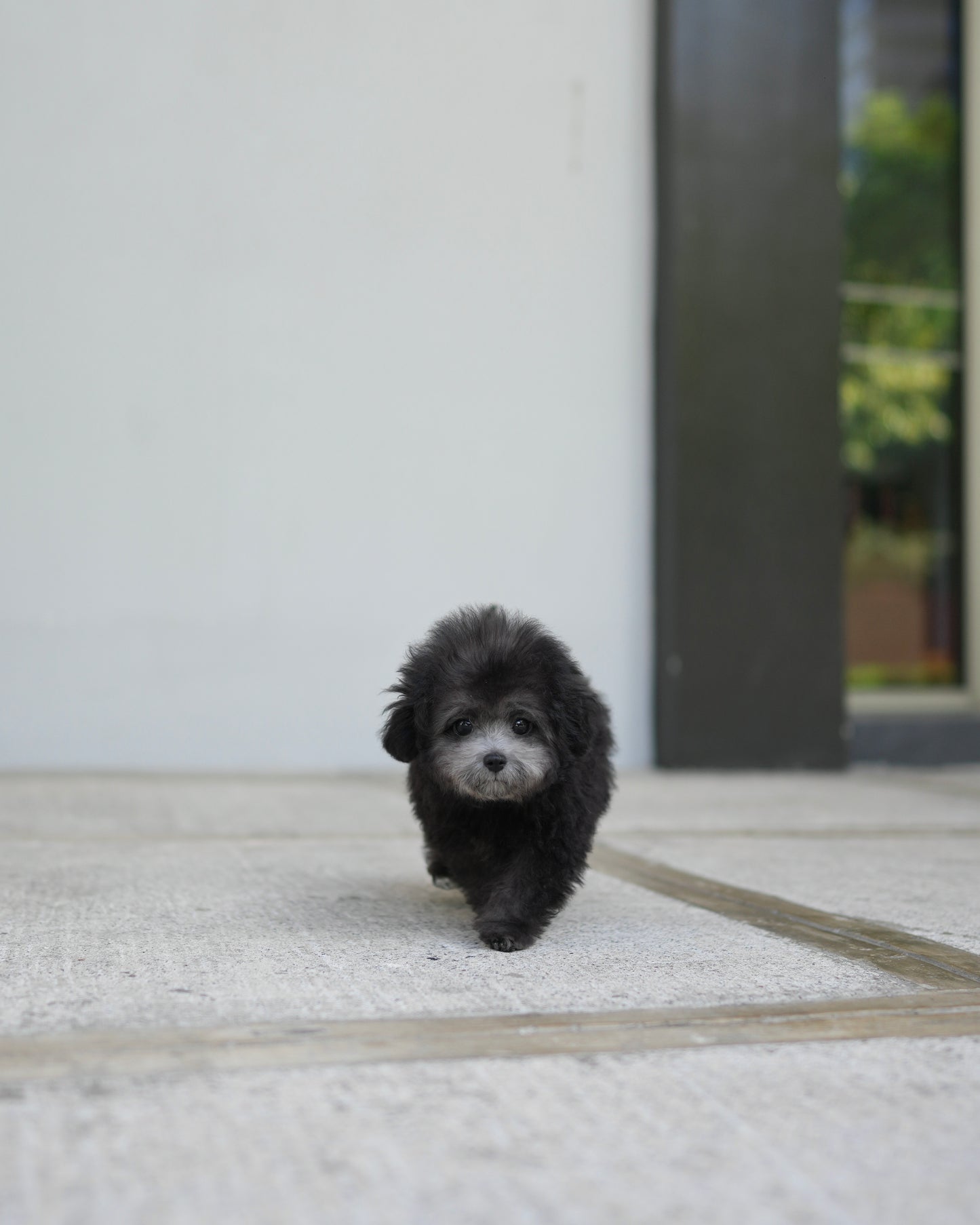 Lei - Tiny Poodle (Silver)