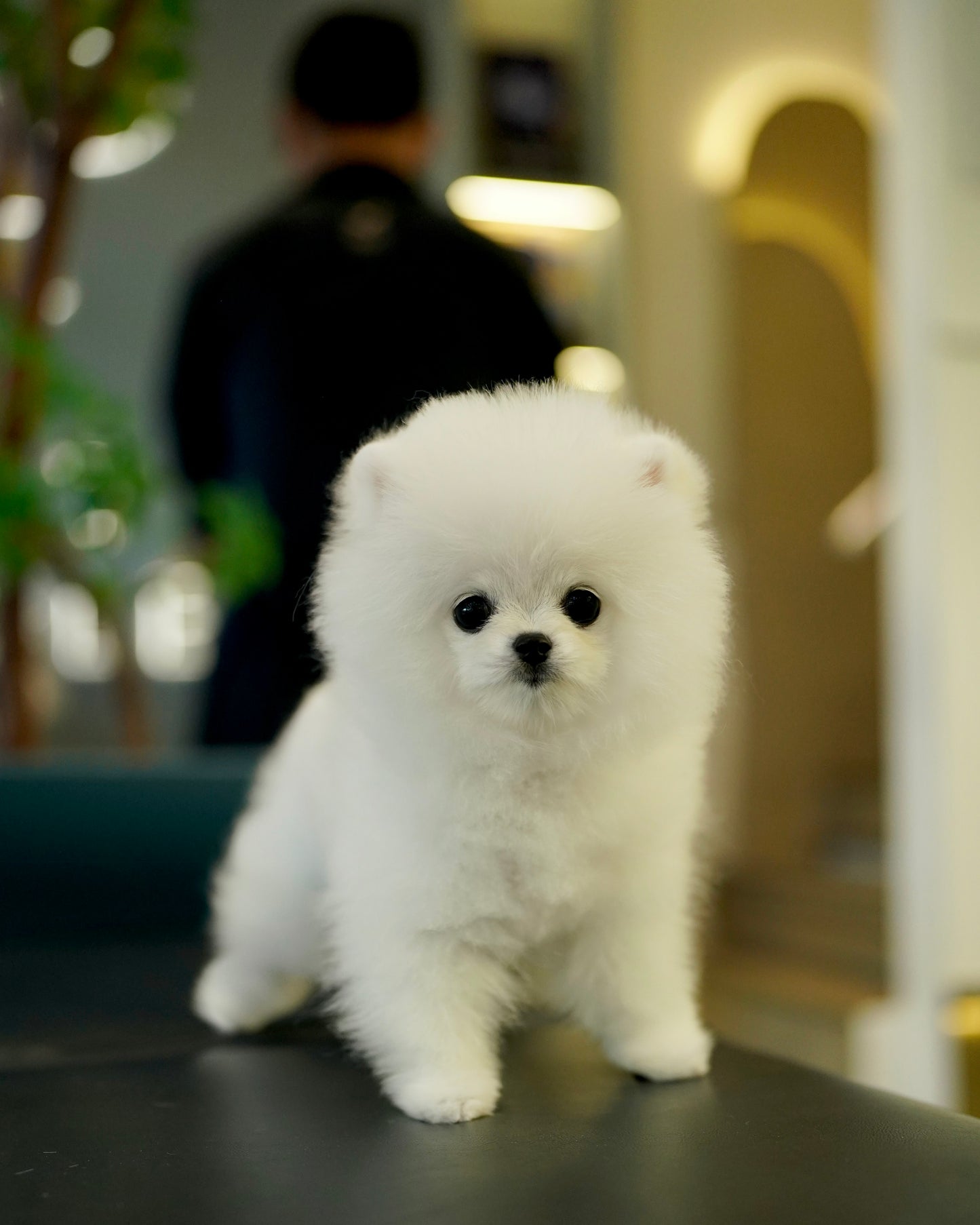 Joji - Pomeranian (White: Cebu Branch)